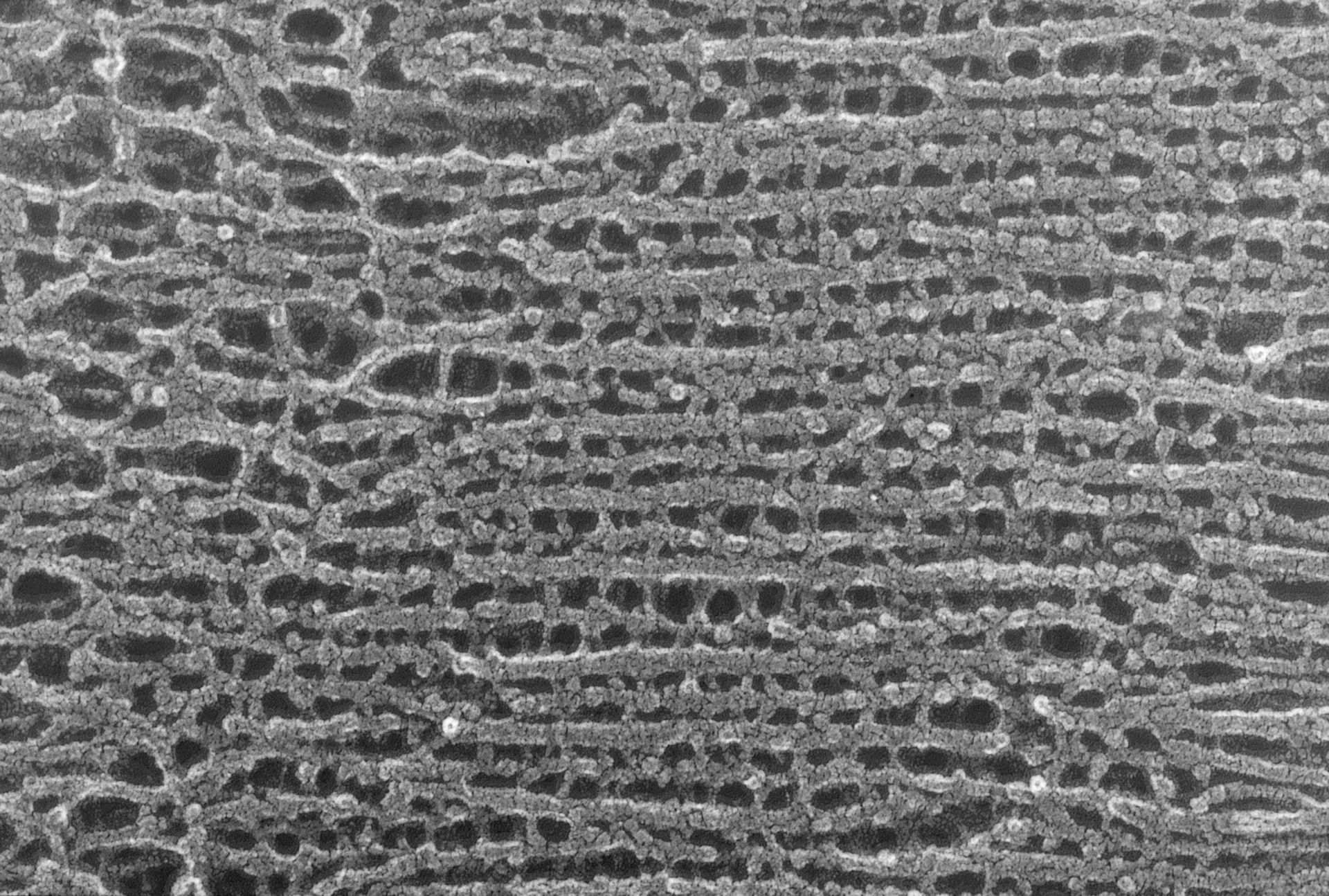 Oryctolagus cuniculus (Cytoskeleton) - CIL:1450