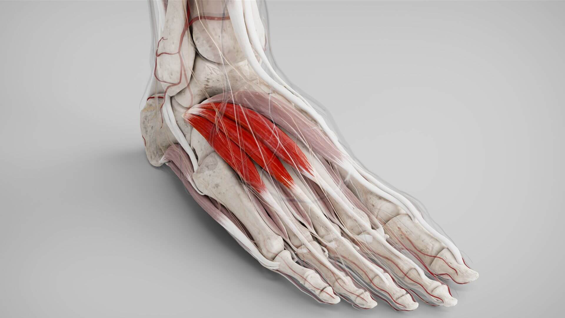 Musculus extensor digitorum brevis