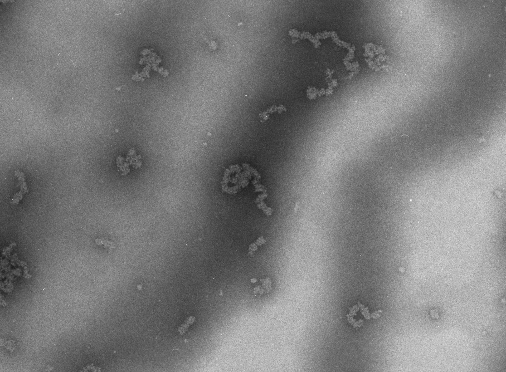 Necturus maculosus (Nucleate erythrocyte) - CIL:703