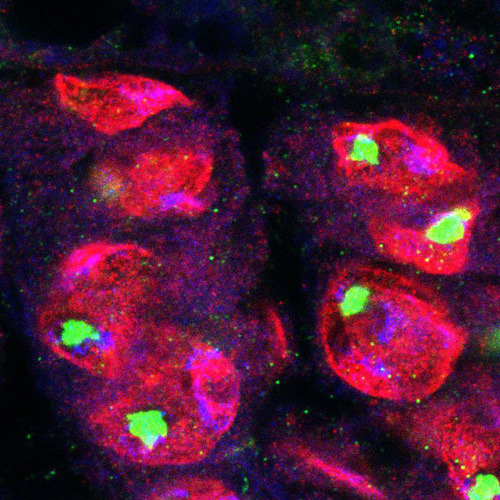 Konfokale Aufnahme eines Drosophila-Hoden, die die Lokalisation des Hox-Proteins Abd-B (grün) zeigt. Abd-B ist essentiell für die Positionierung und die Funktion der Stammzell-Nische. © Ingrid Lohmann, COS, Universität Heidelberg