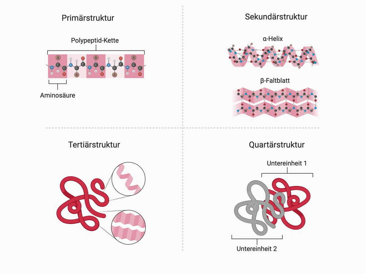 Proteinstruktur