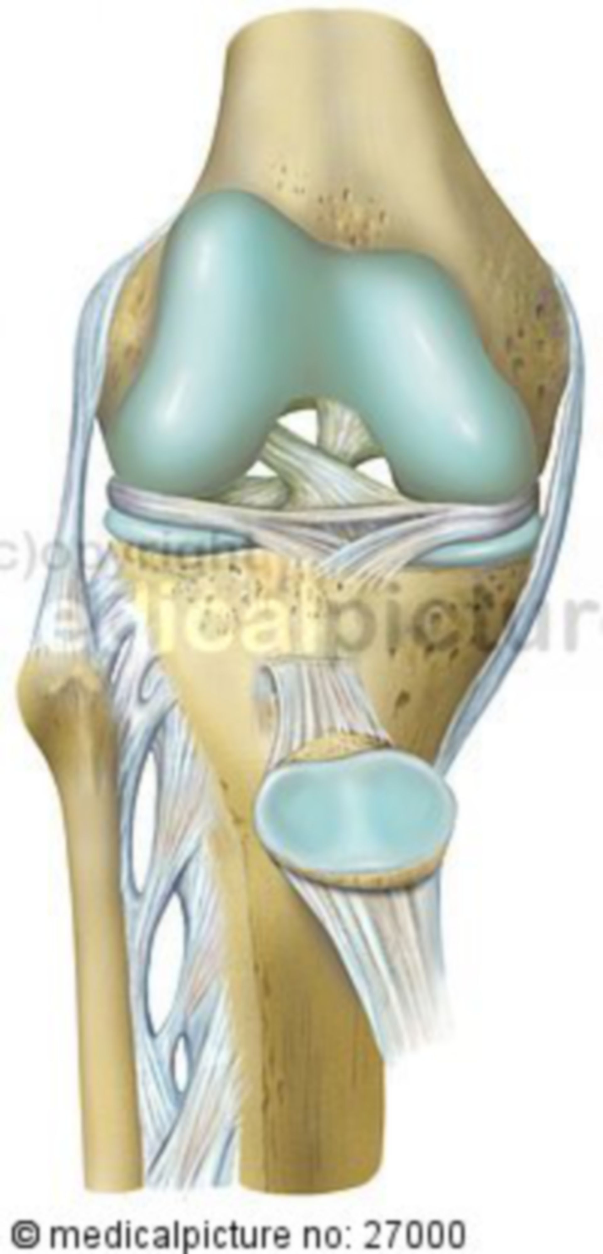 Knee joint with ligaments
