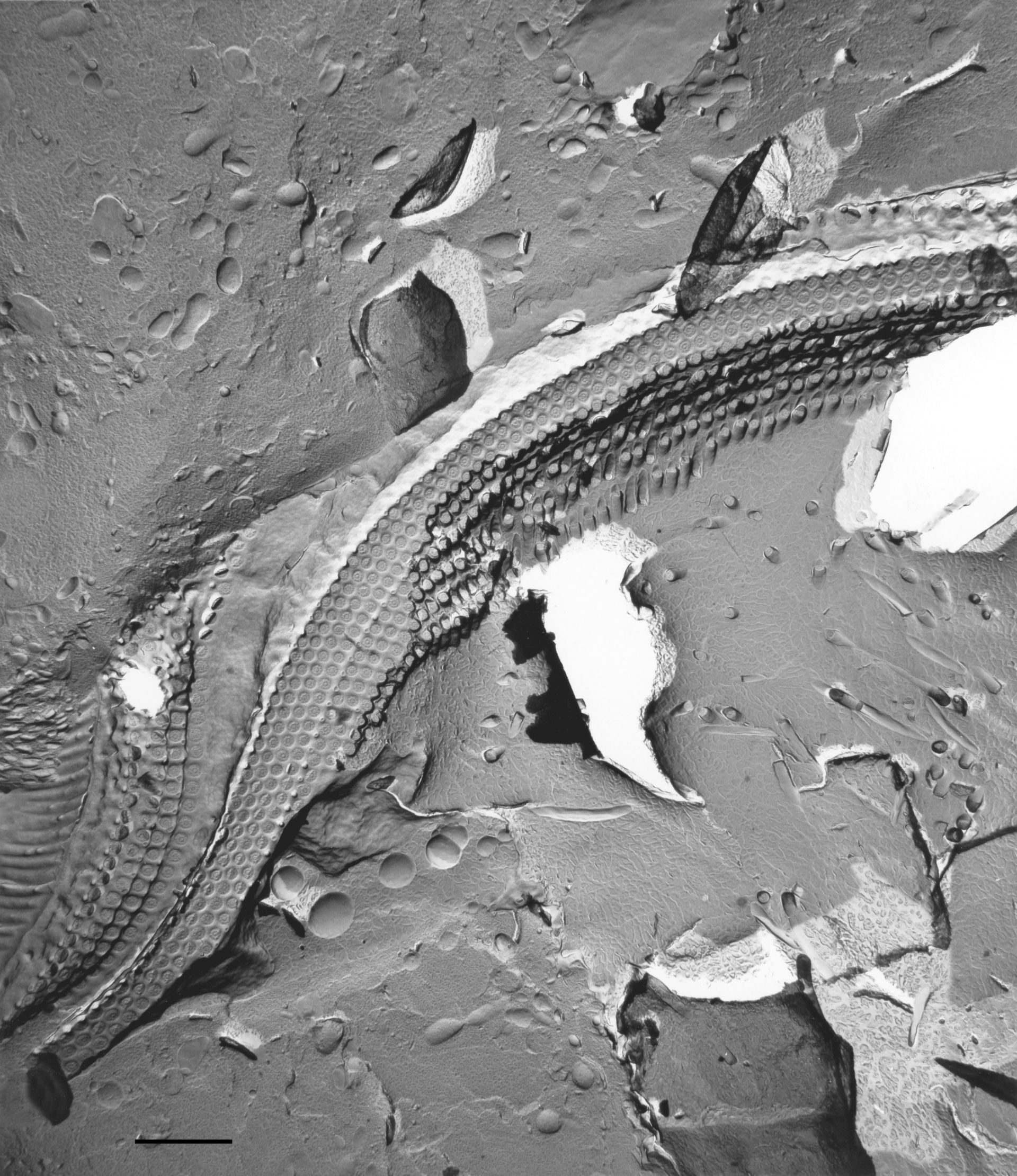 Paramecium multimicronucleatum (Cilium) - CIL:36693