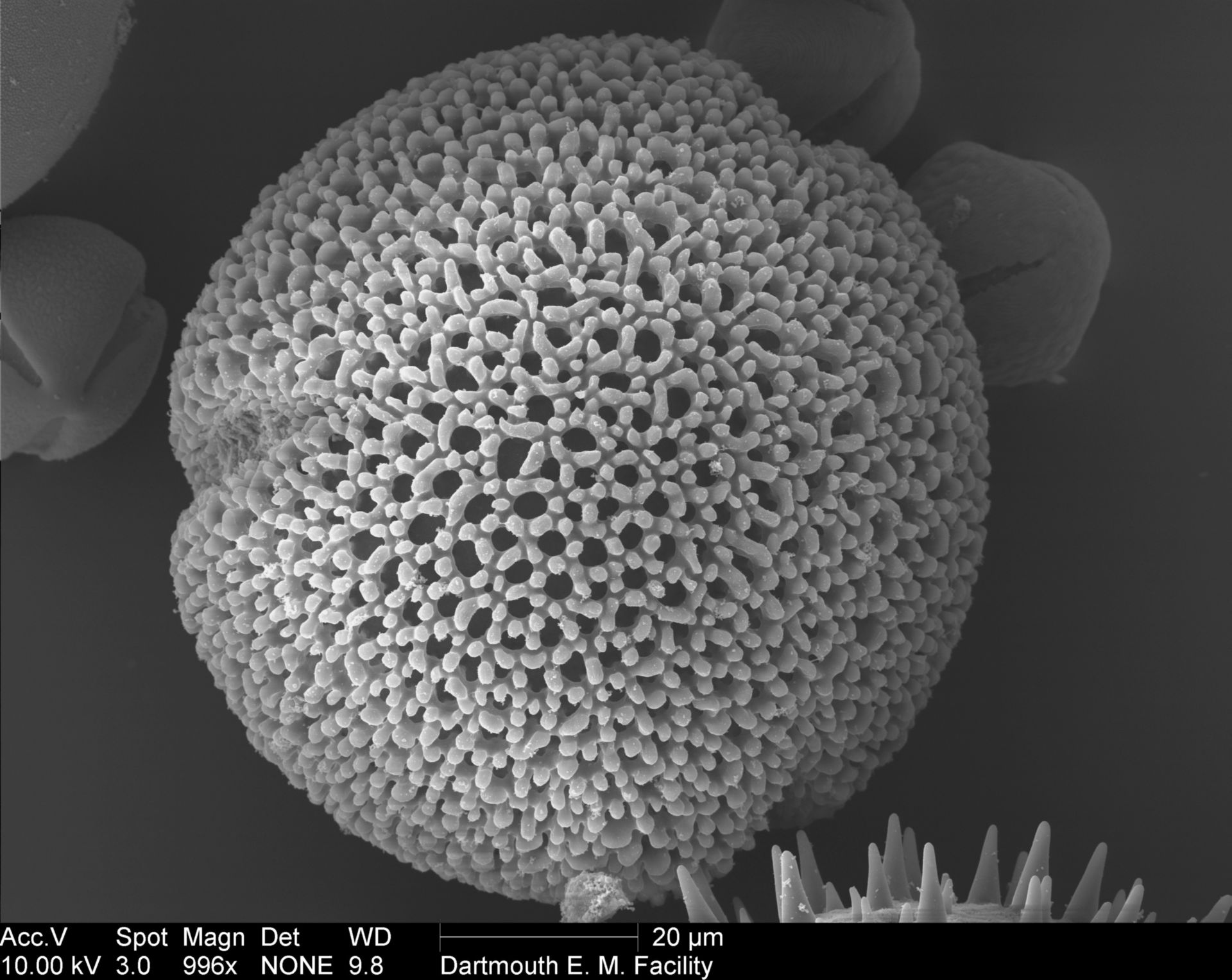 Geranium cinereum (Pollen wall) - CIL:40335