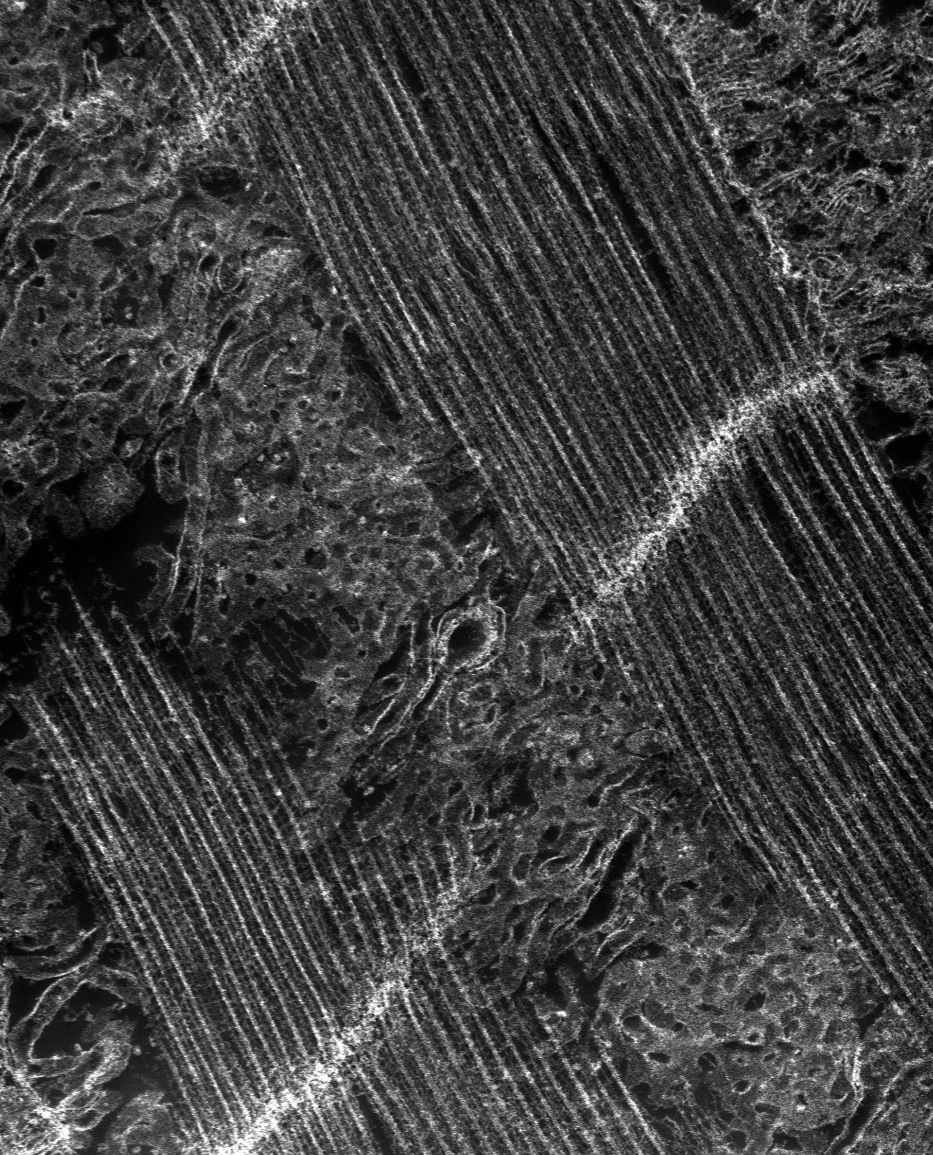 Damselfly (T-tubule) - CIL:37389