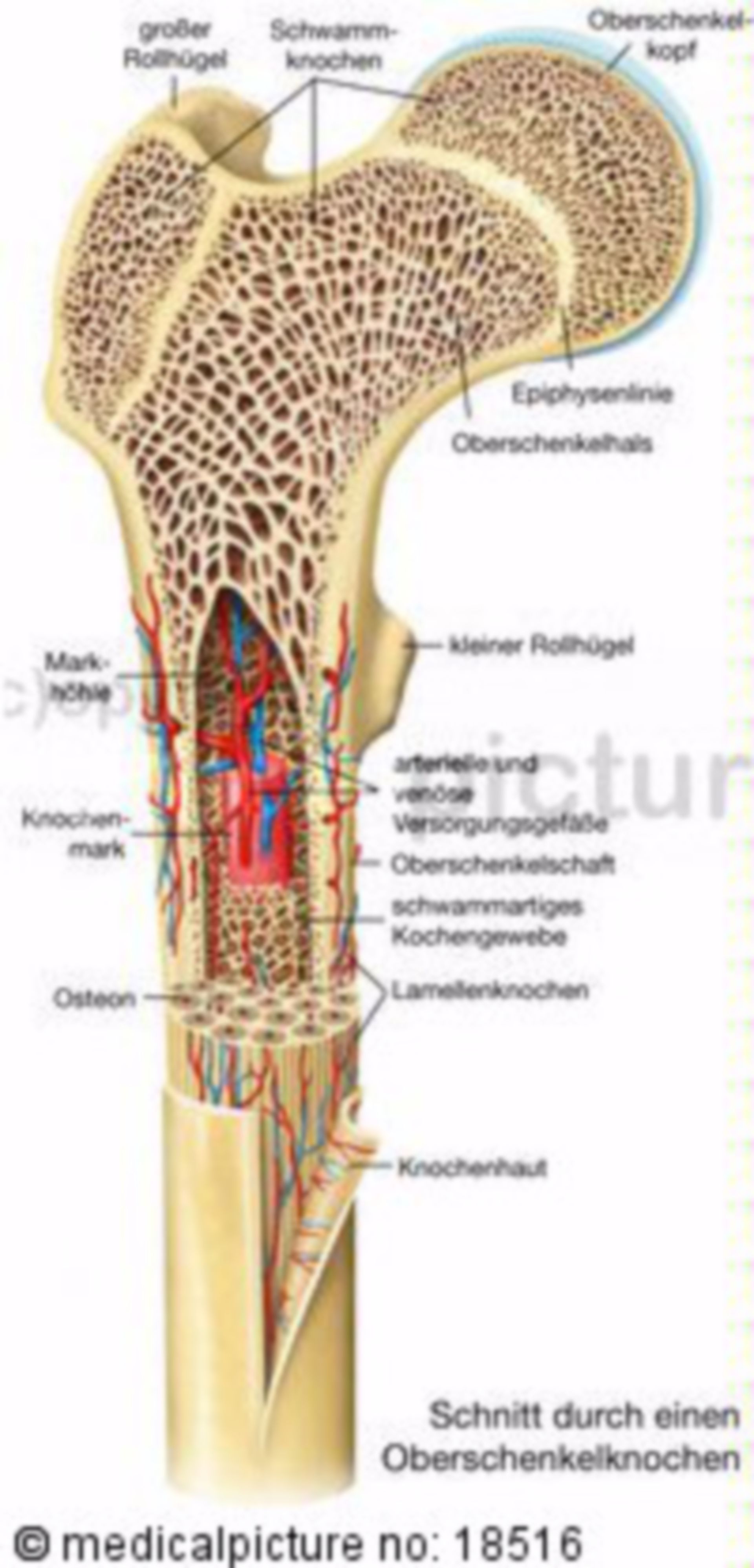 Structure of a lamellar bone