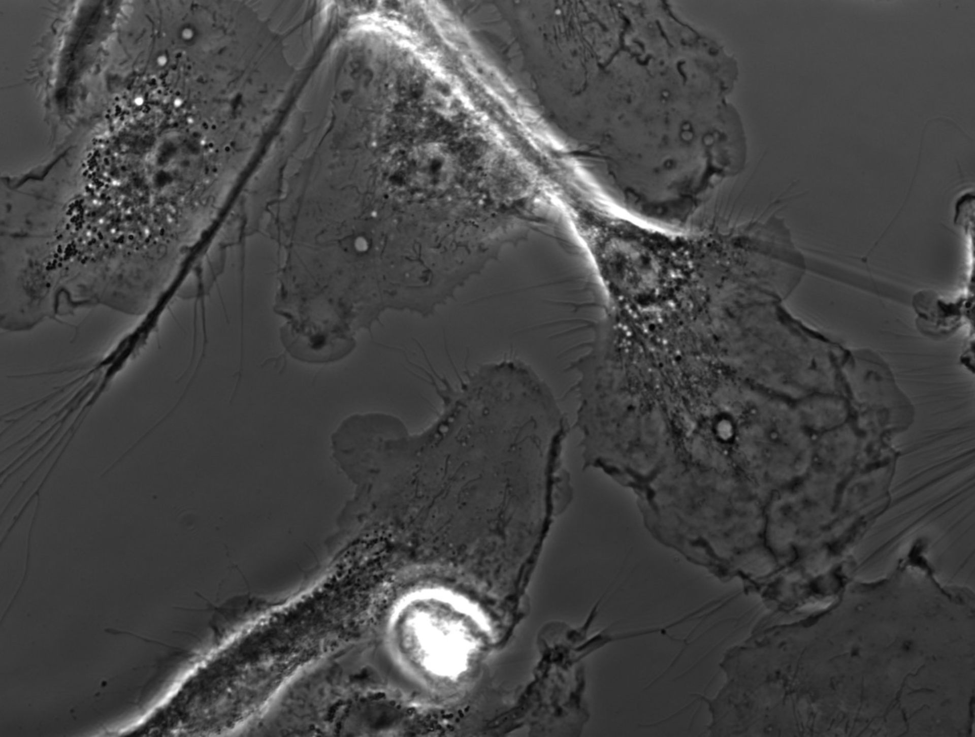 Mus musculus (Ruffle membrane) - CIL:35141