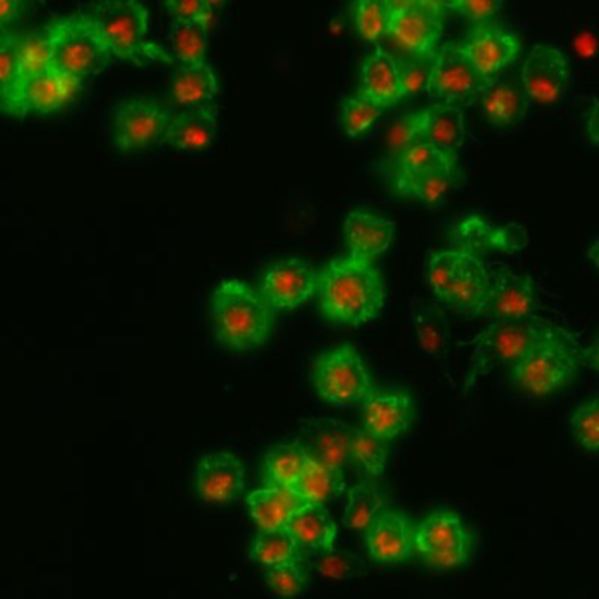 Drosophila melanogaster (Actin filament) - CIL:32138