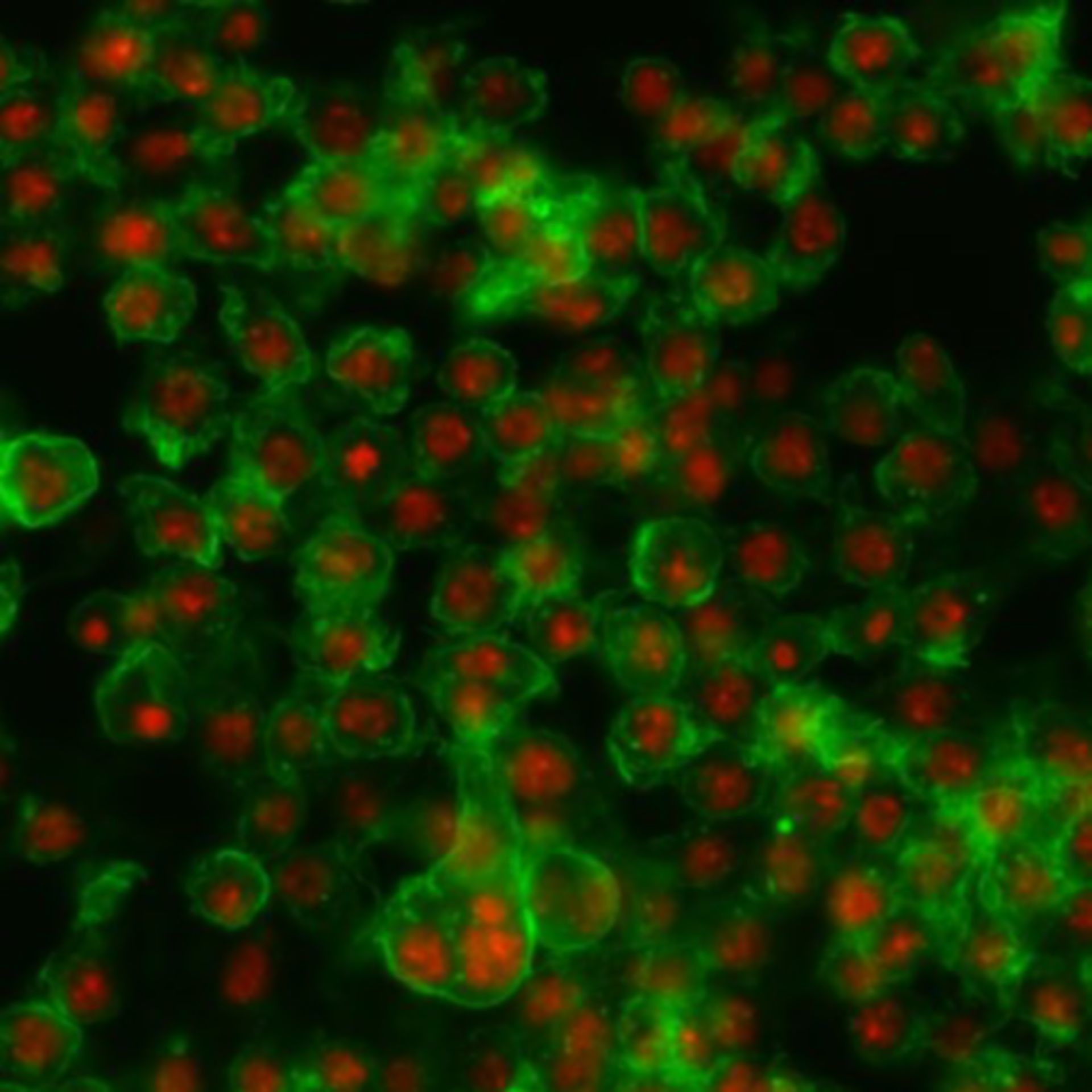 Drosophila melanogaster (Actin filament) - CIL:32134
