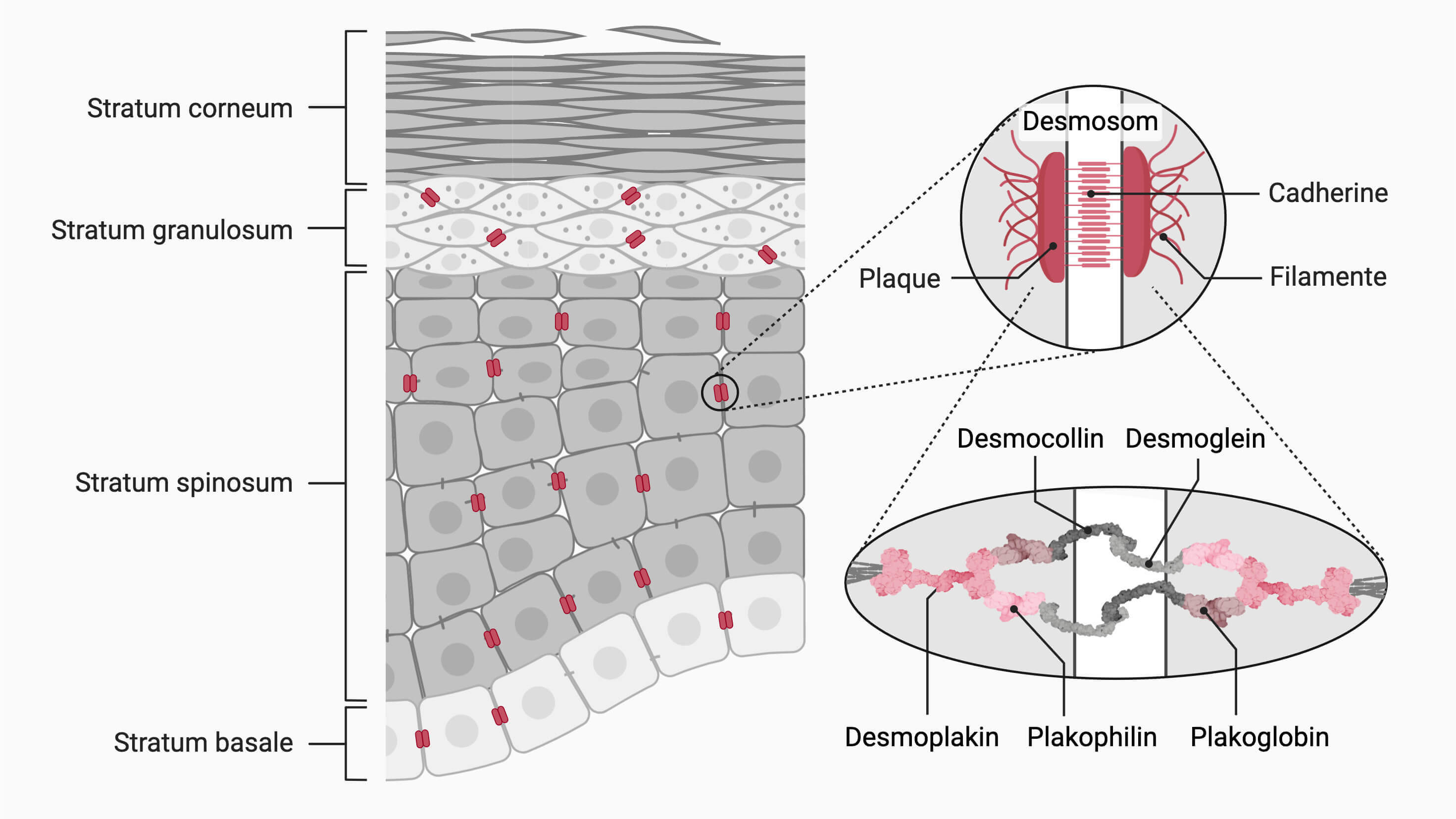 epidermis_mit_desmosomen_1__original_original.jpg