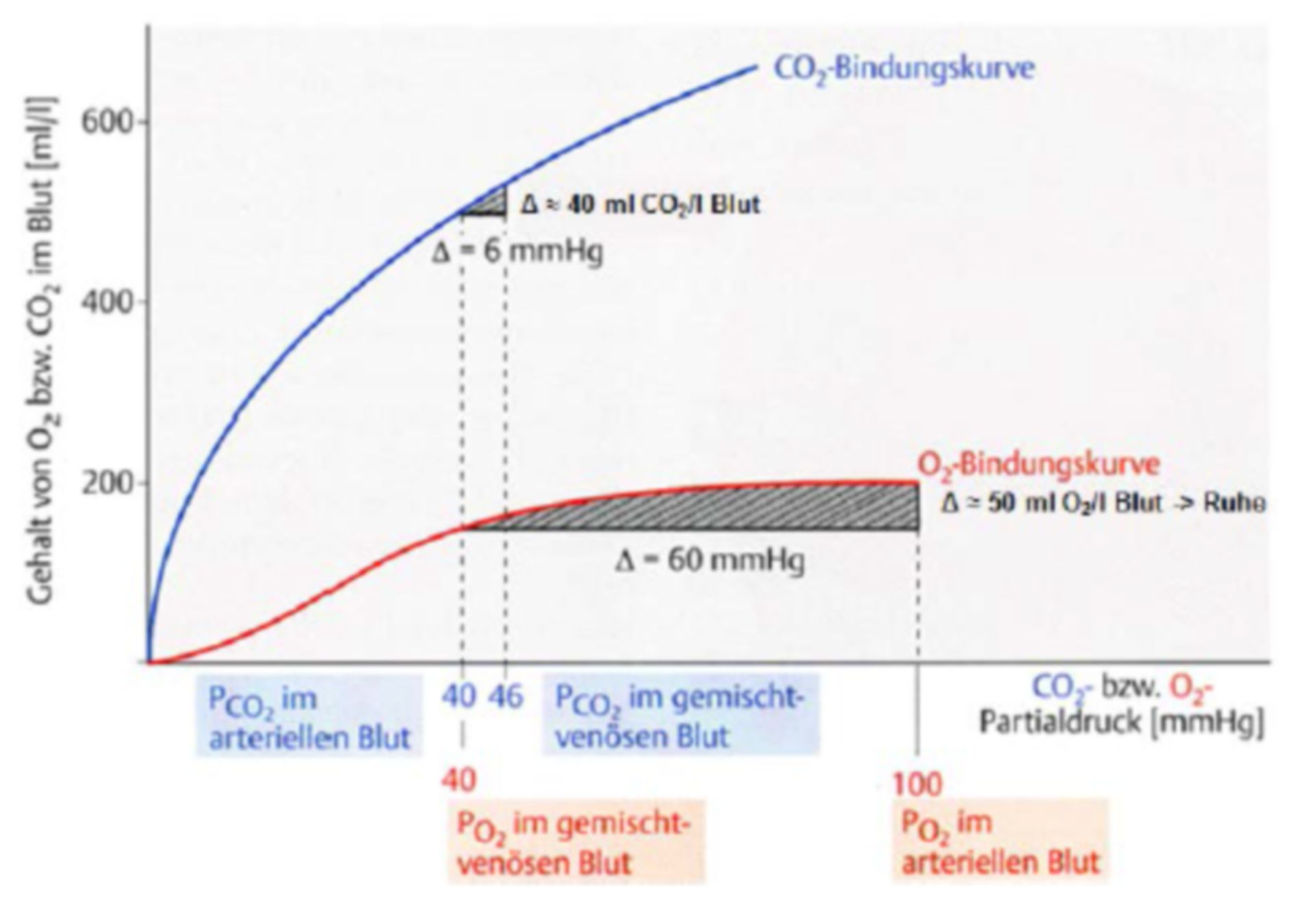 Course of O2- versus CO2-binding curve in Physiological Levels