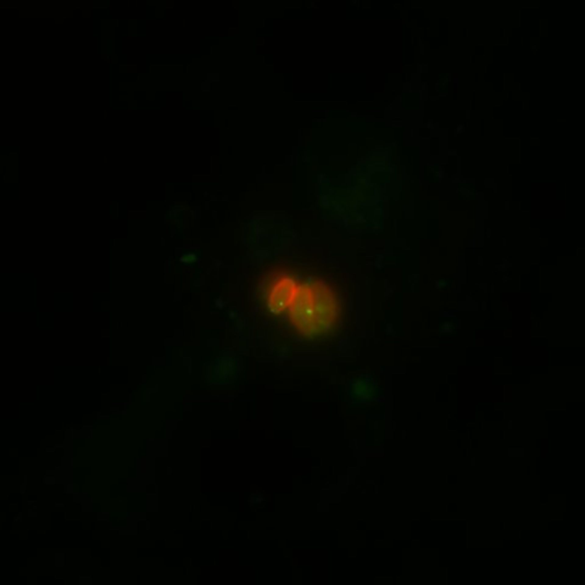 Toxoplasma gondii RH (Polar ring of apical complex) - CIL:10510