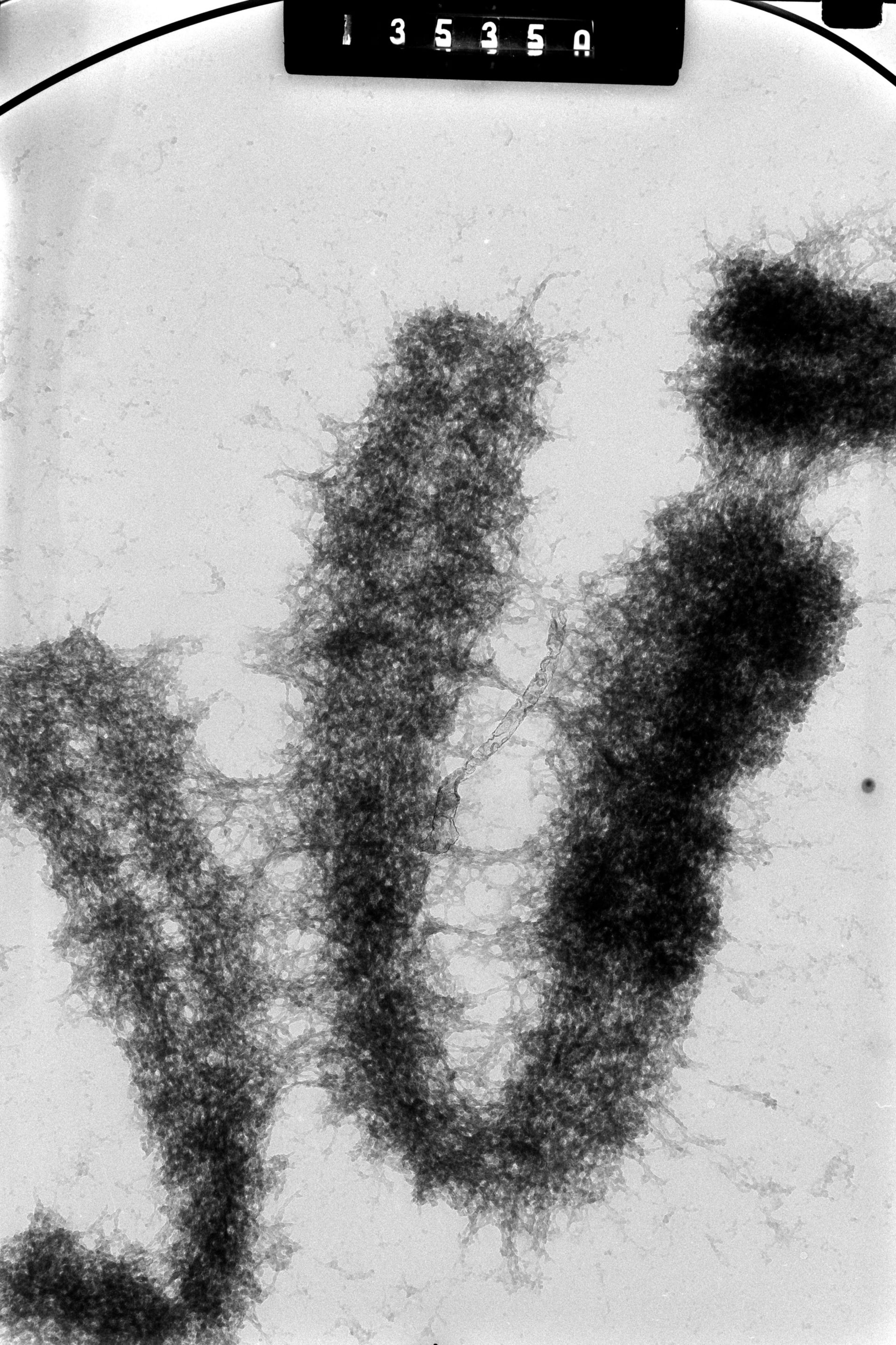 Cricetulus griseus (Nuclear chromosome) - CIL:41603