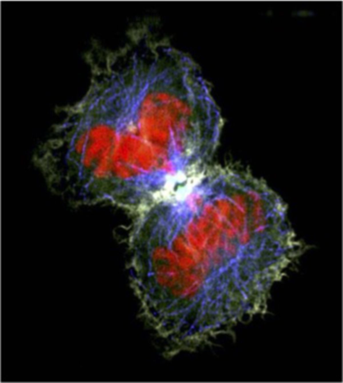 HeLa-Zellen während der Cytokinese