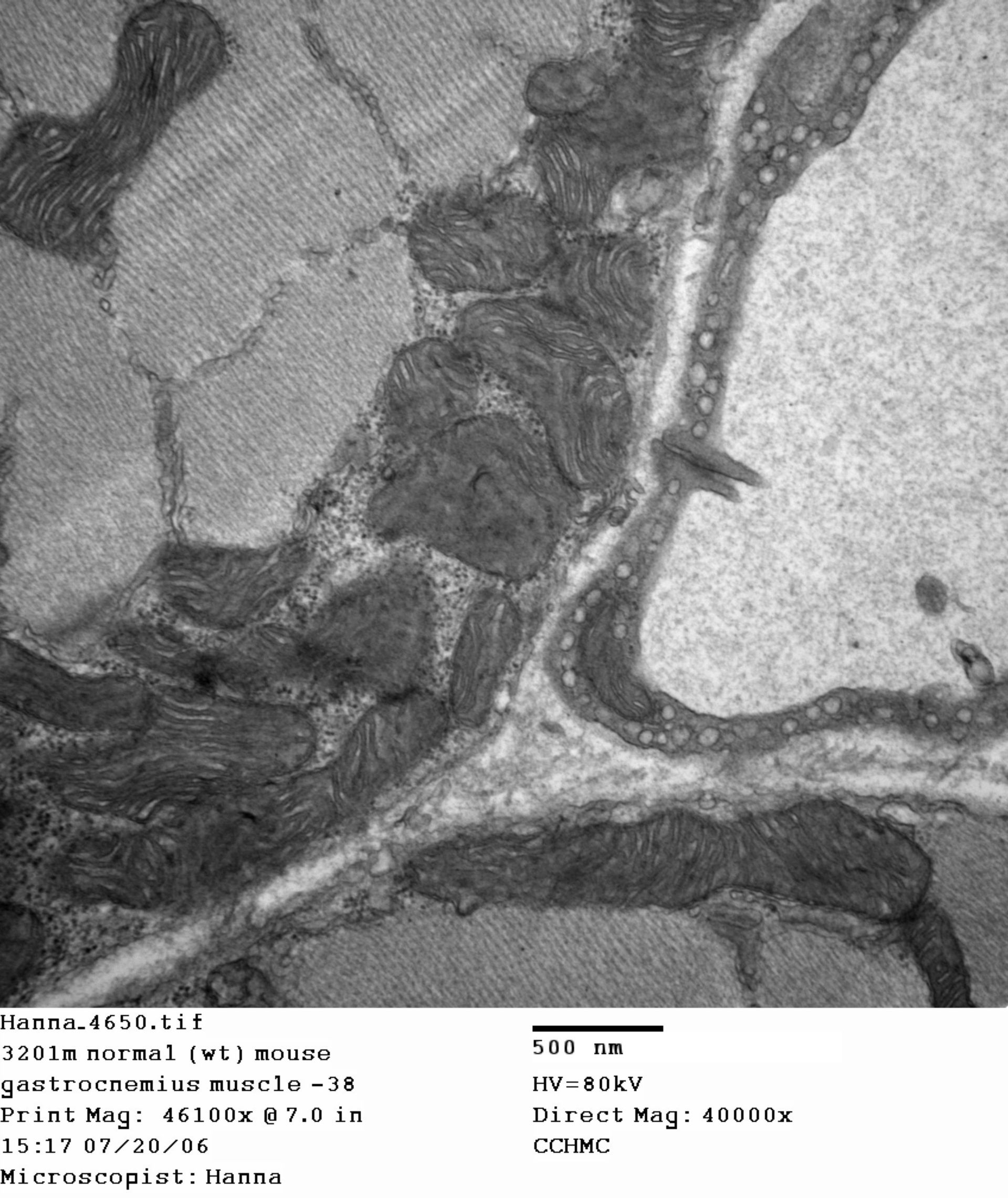 Mus musculus (Dystroglycan complex) - CIL:339