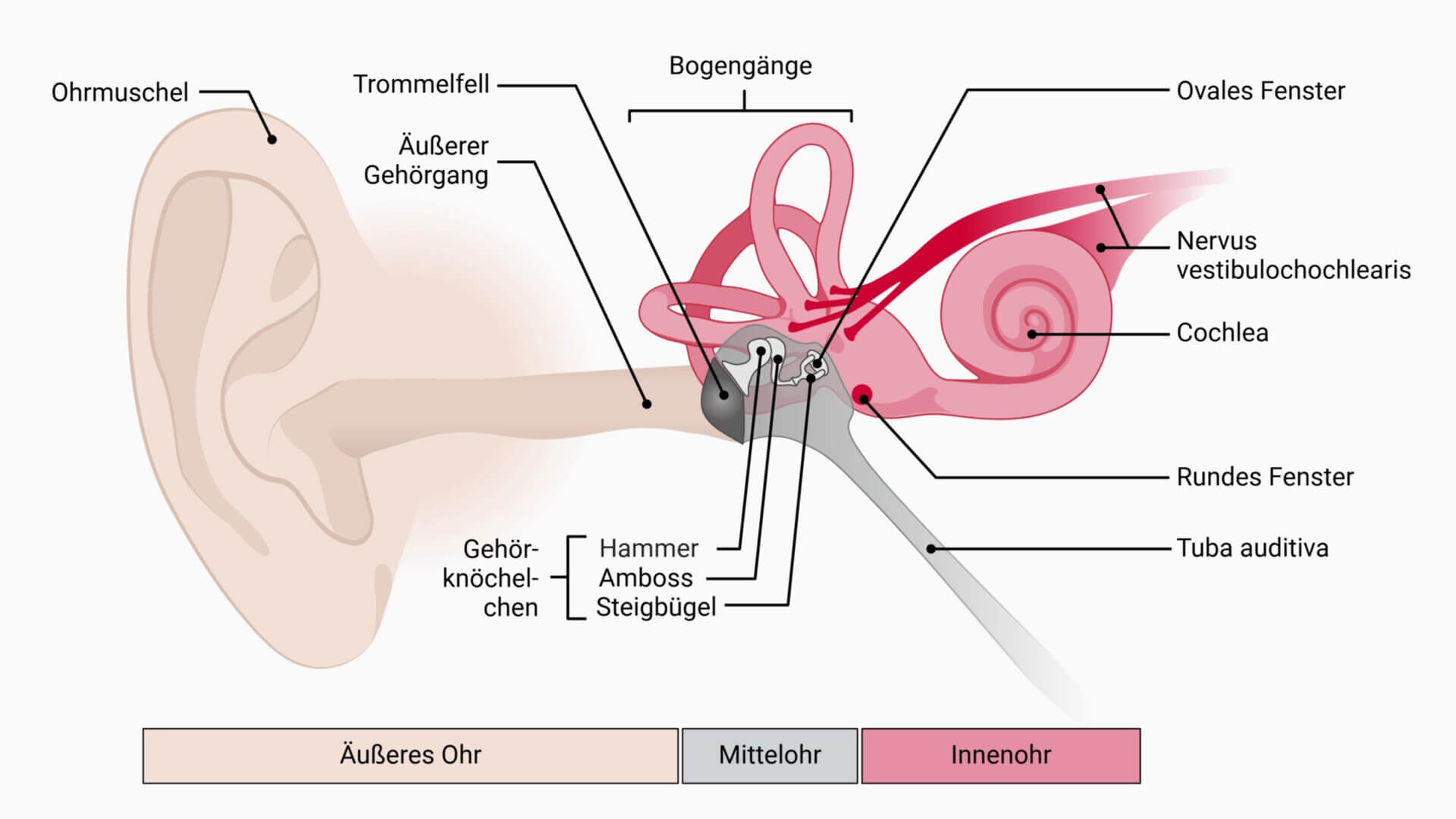 Anatomie des Mittel- und Innenohrs