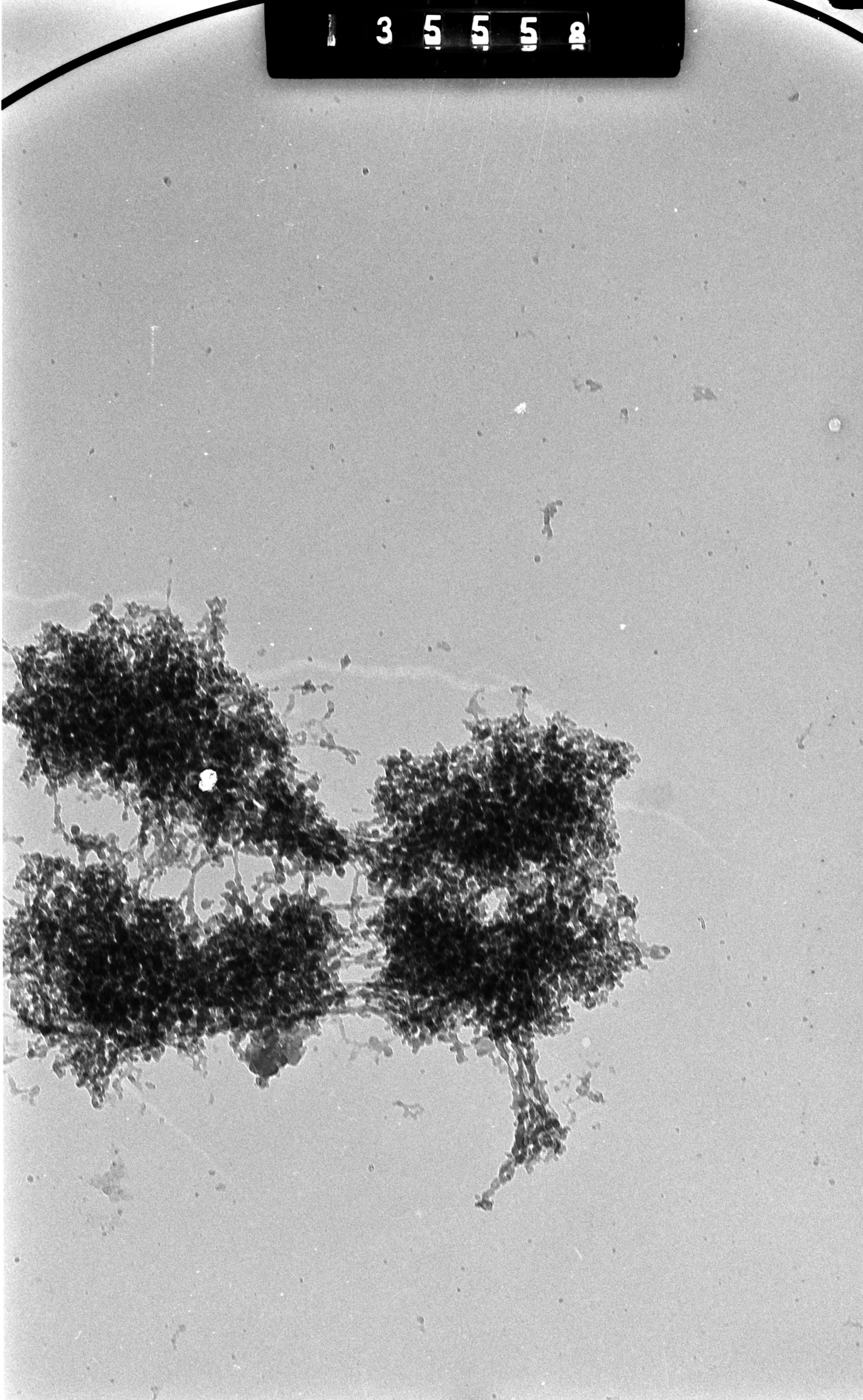 Cricetulus griseus (Nuclear chromosome) - CIL:41719