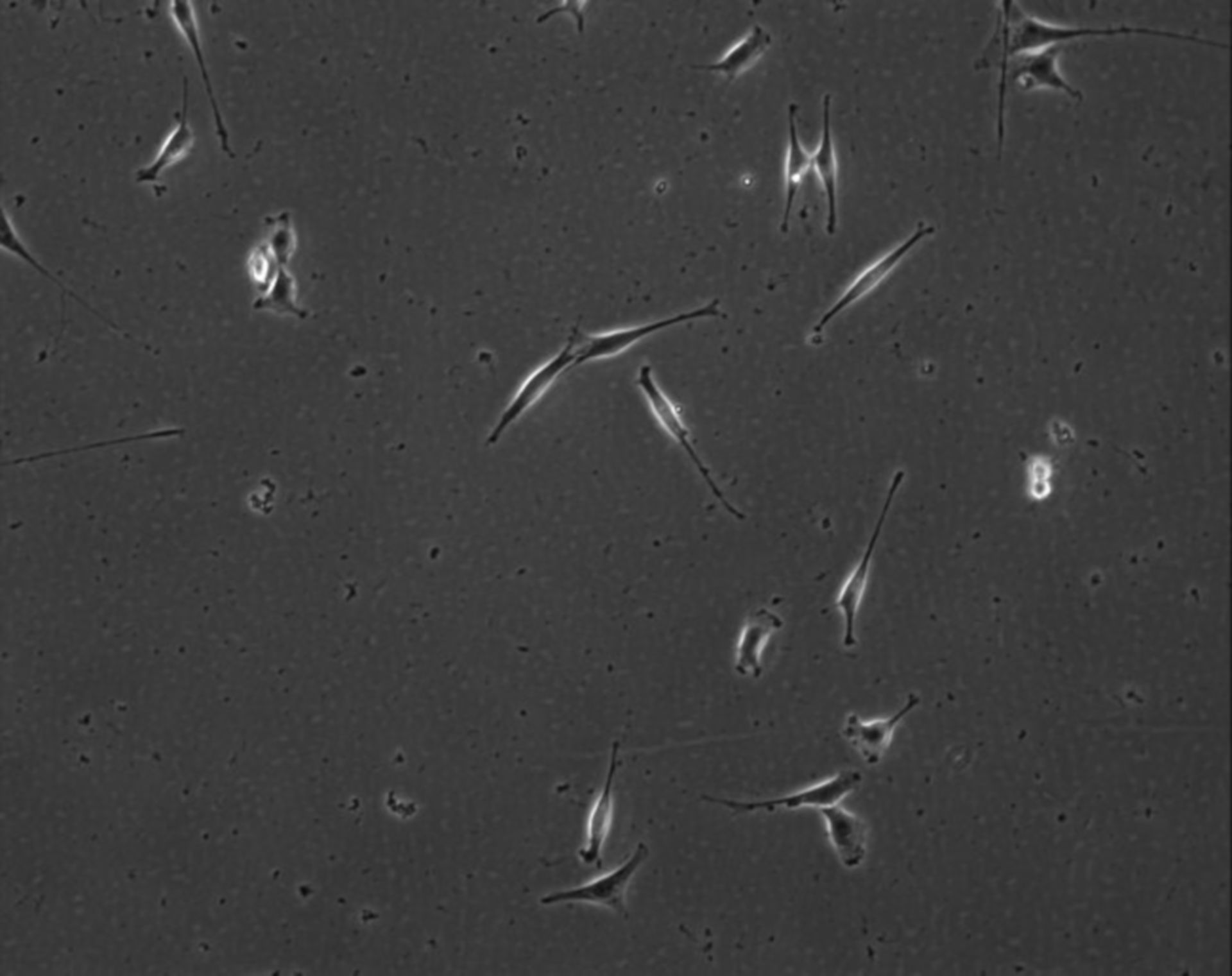 Mus musculus (Extracellular matrix part) - CIL:8974