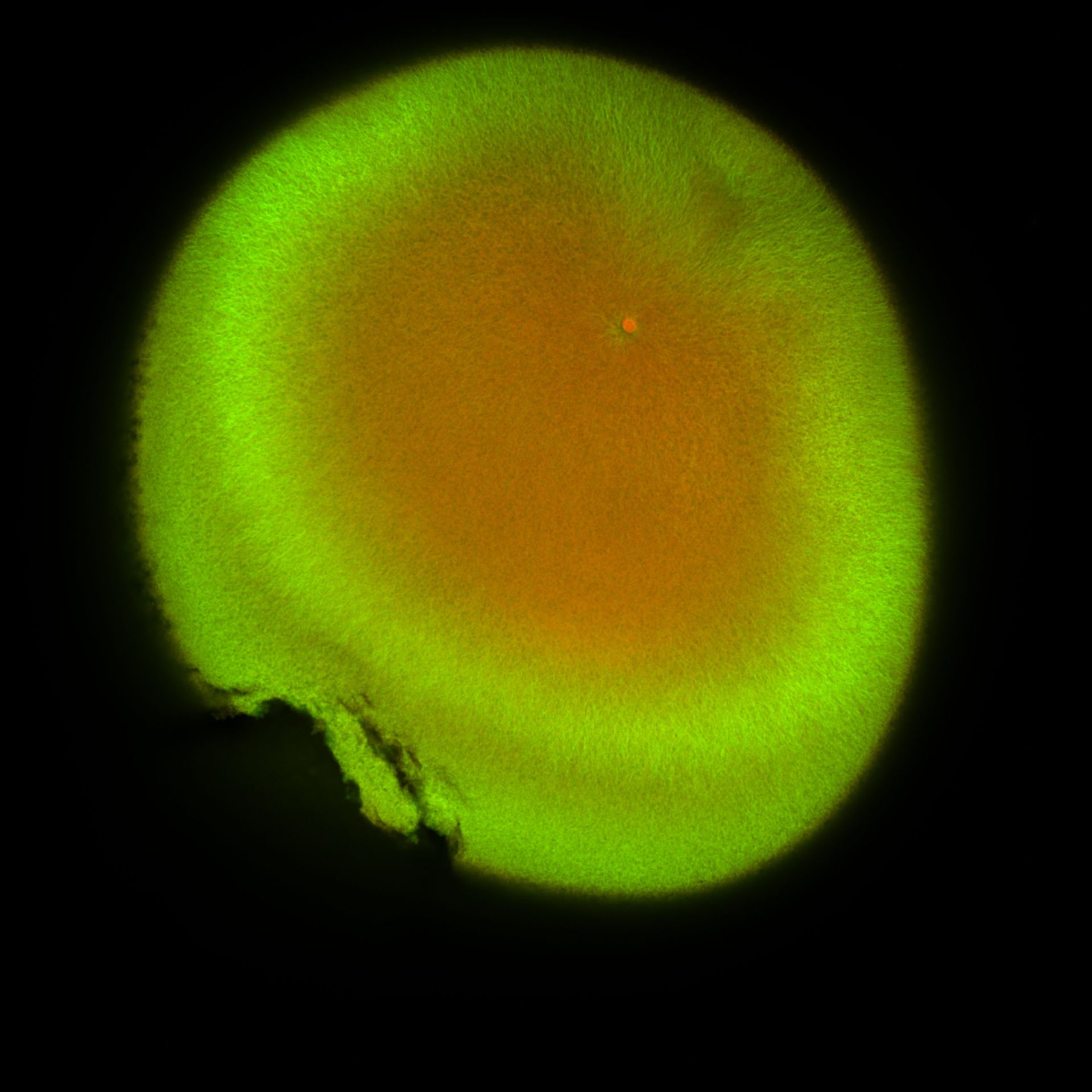 Xenopus laevis (DNA) - CIL:36470