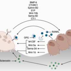 Osteoblast DocCheck Flexikon