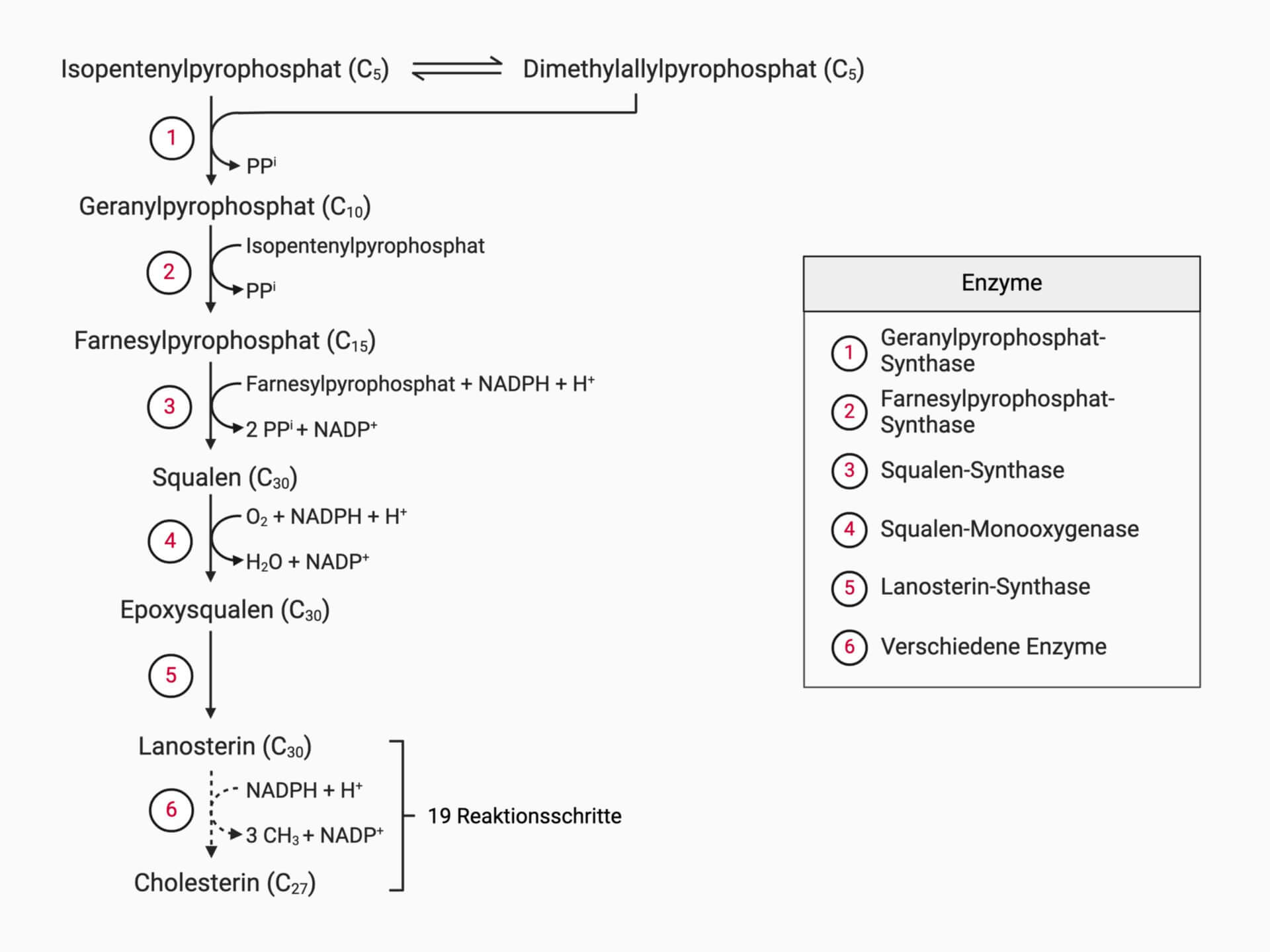 Cholesterinbiosynthese