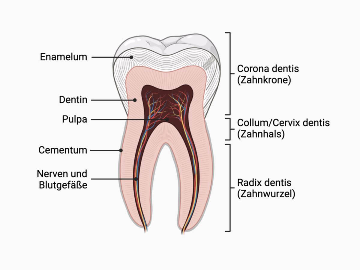 Anatomie des Zahns