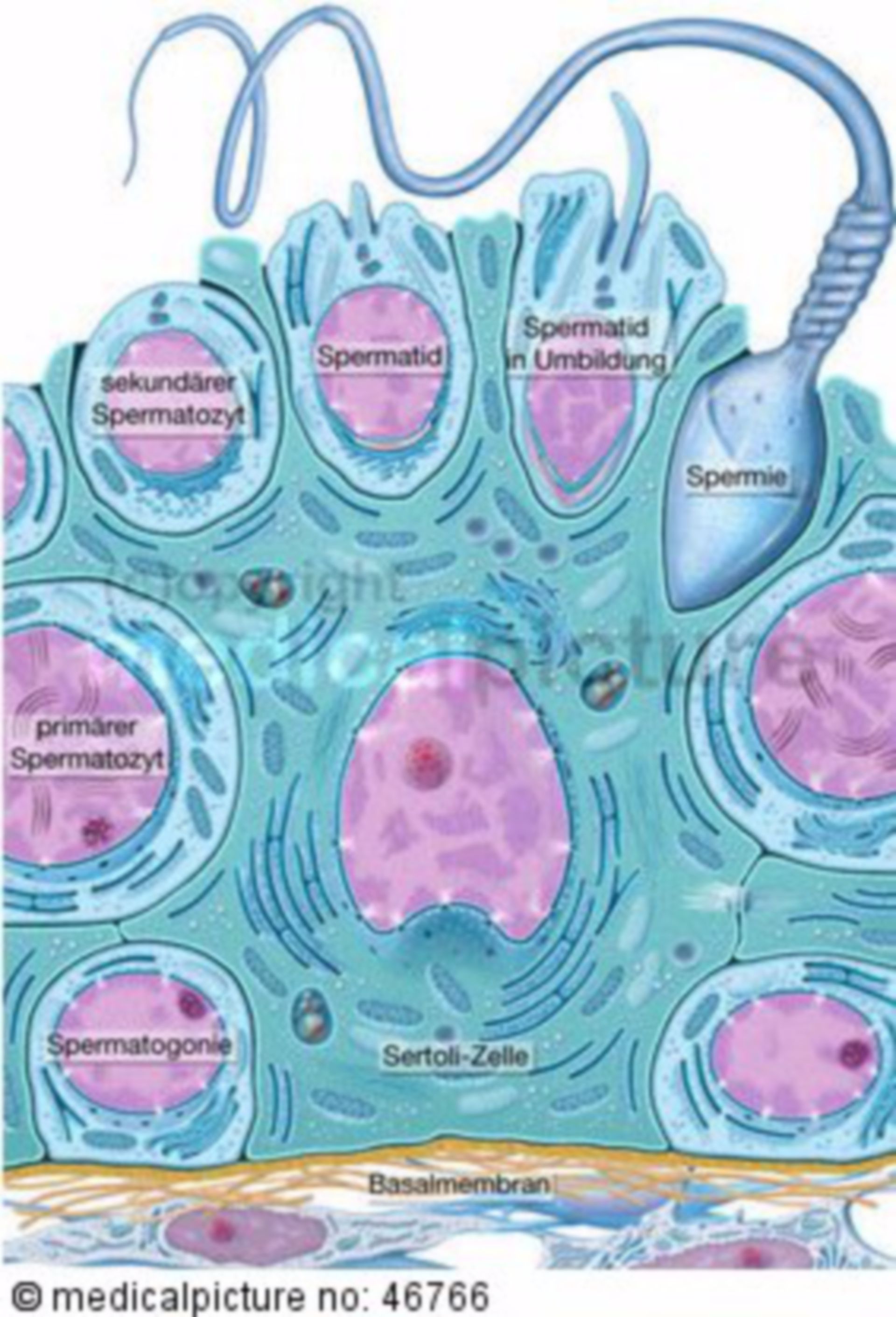 Spermatogenesis in the seminal epithelium