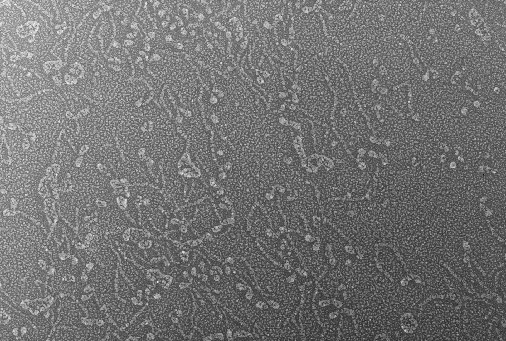 Oryctolagus cuniculus (Skeletal muscle cell) - CIL:4652