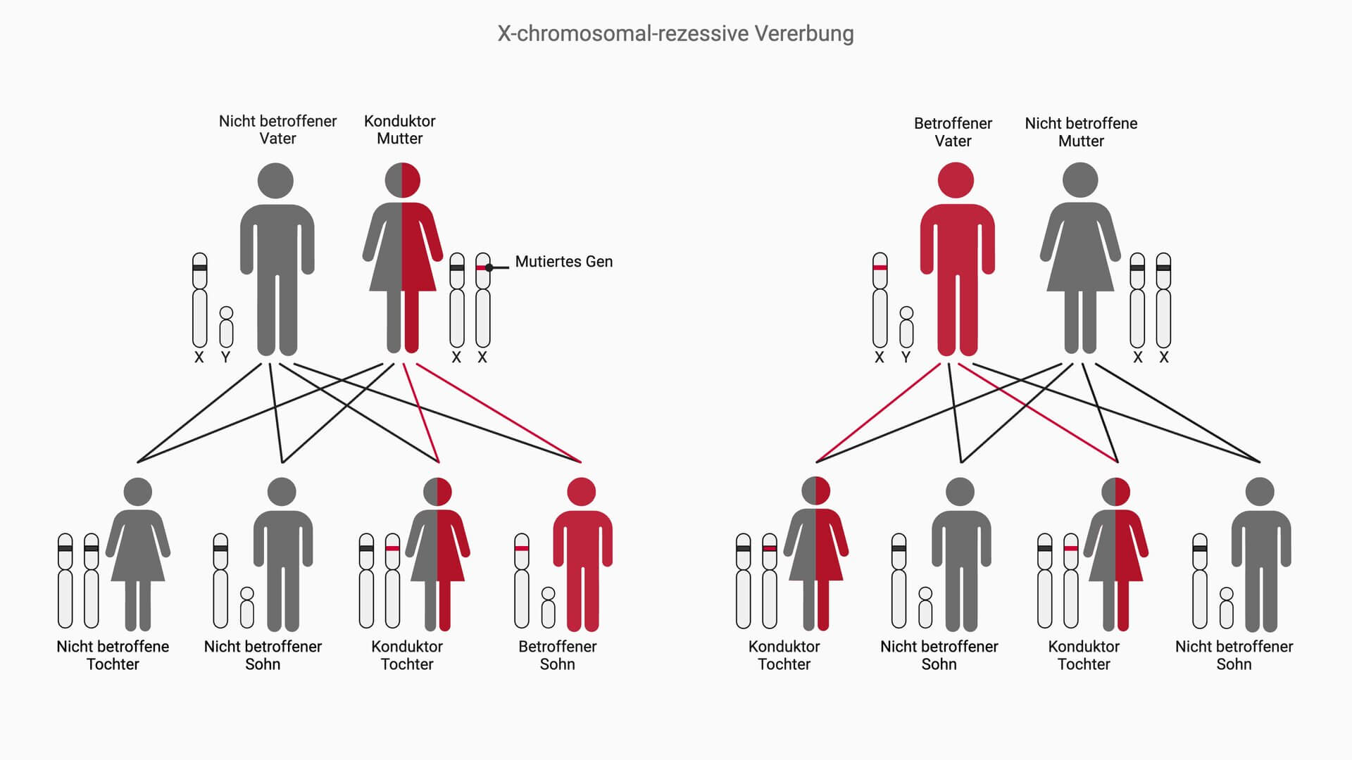 X-chromosomal-rezessiver Erbgang