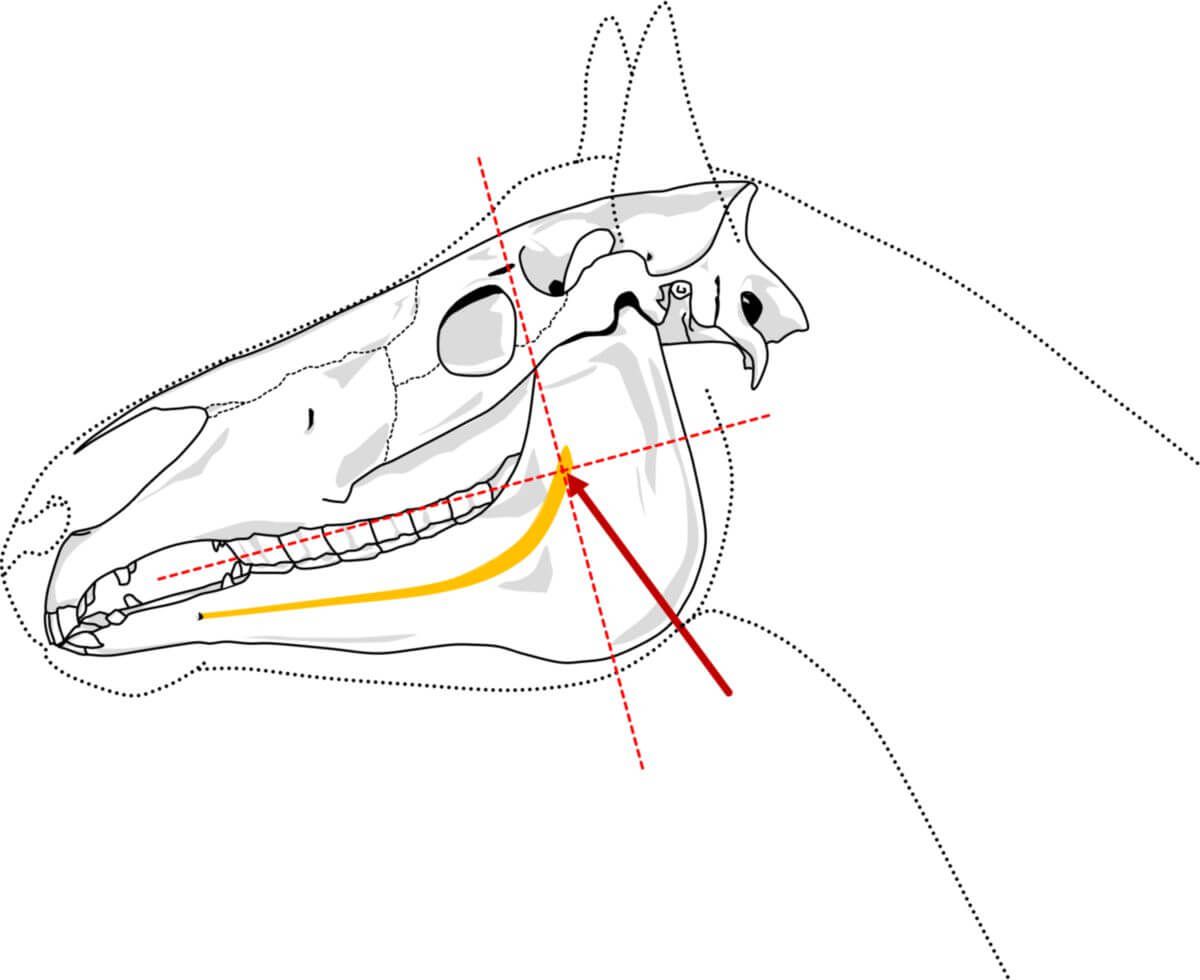 Mandibula - DocCheck Flexikon