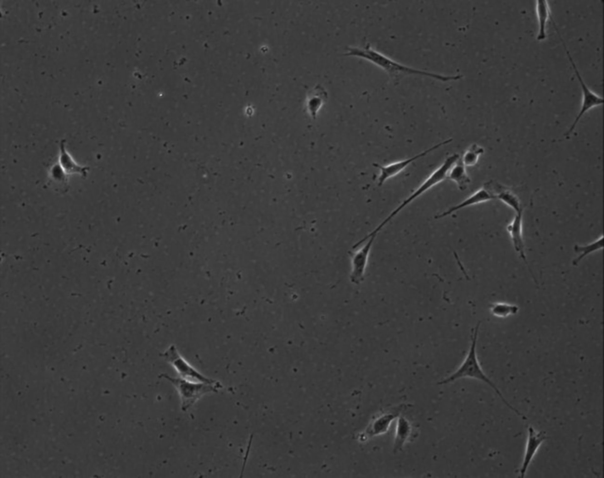 Mus musculus (Extracellular matrix part) - CIL:8906