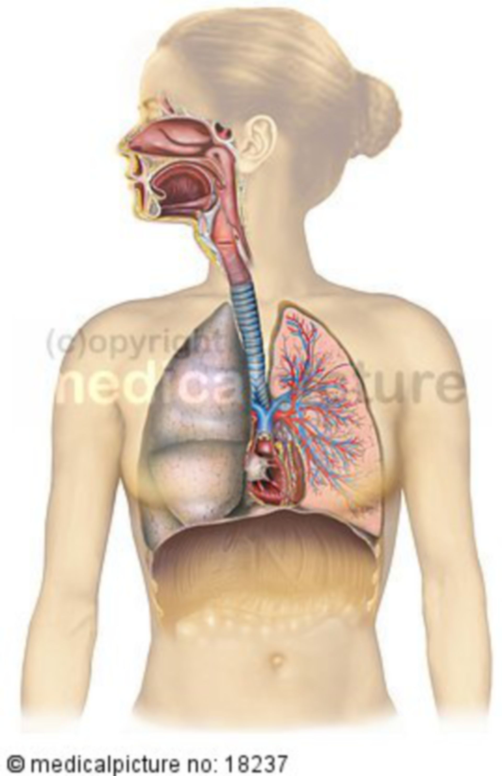 Atemwege und Herz, respiratory system and heart