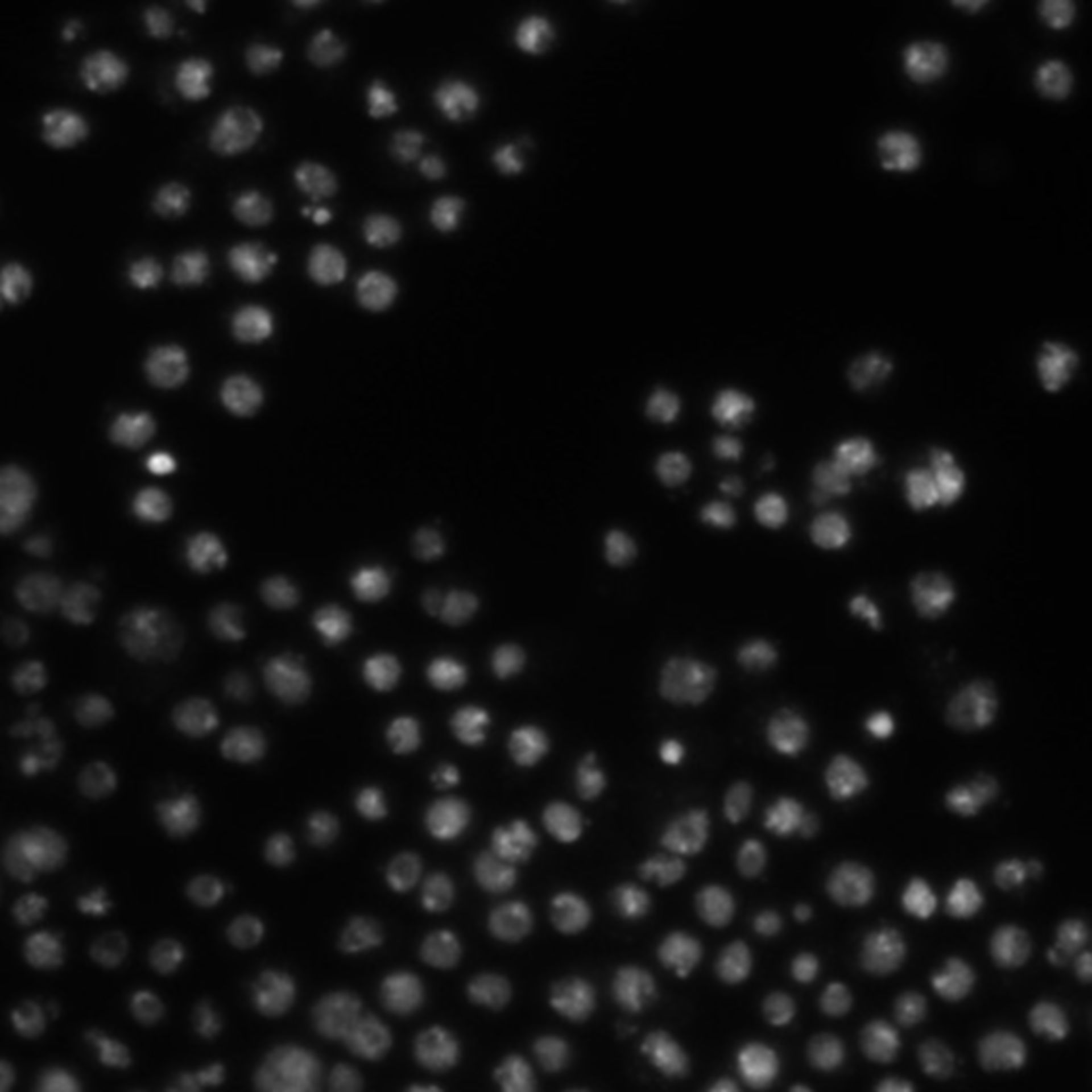 Drosophila melanogaster (DNA) CIL21797 DocCheck