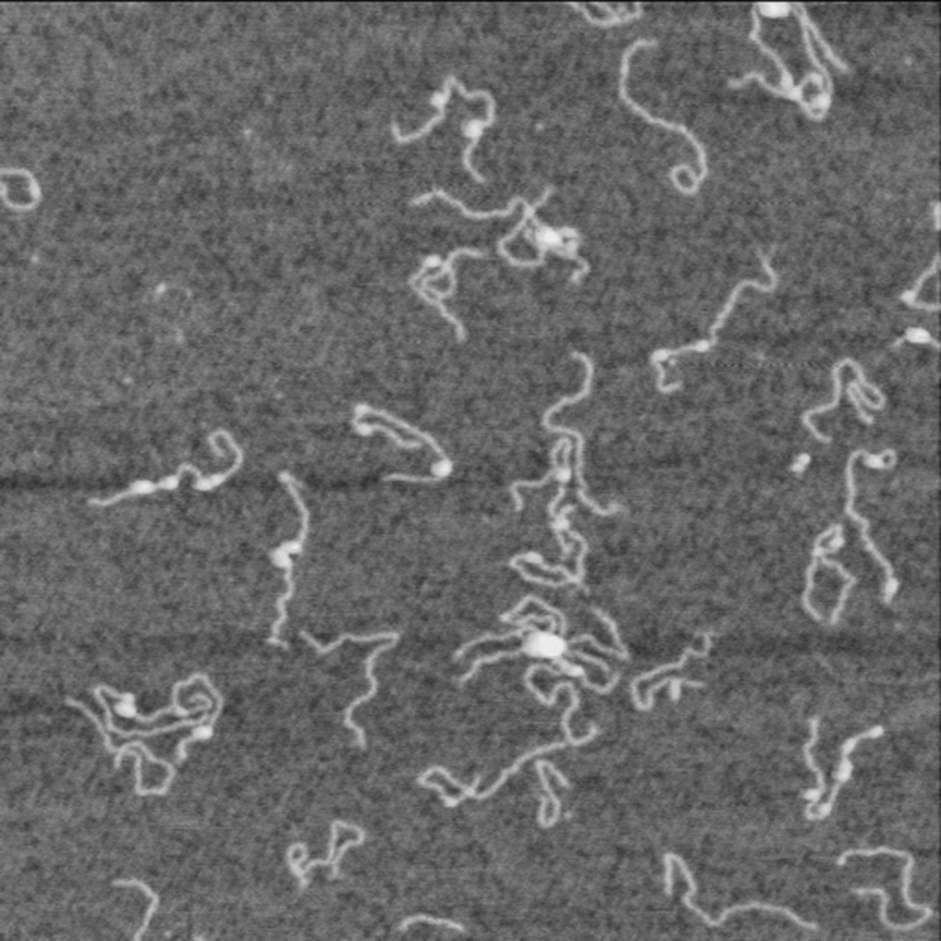 Homo sapiens (Nucleus) - CIL:7104