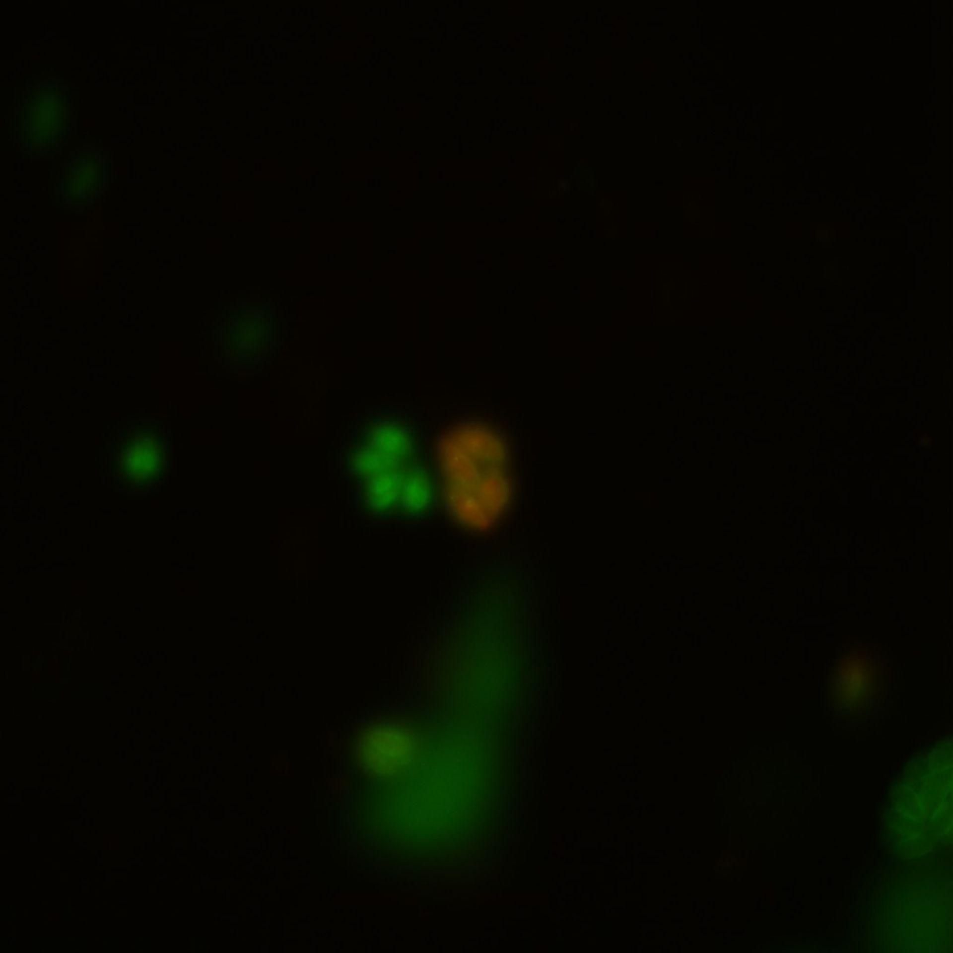 Toxoplasma gondii RH (Inner membrane complex) - CIL:10548