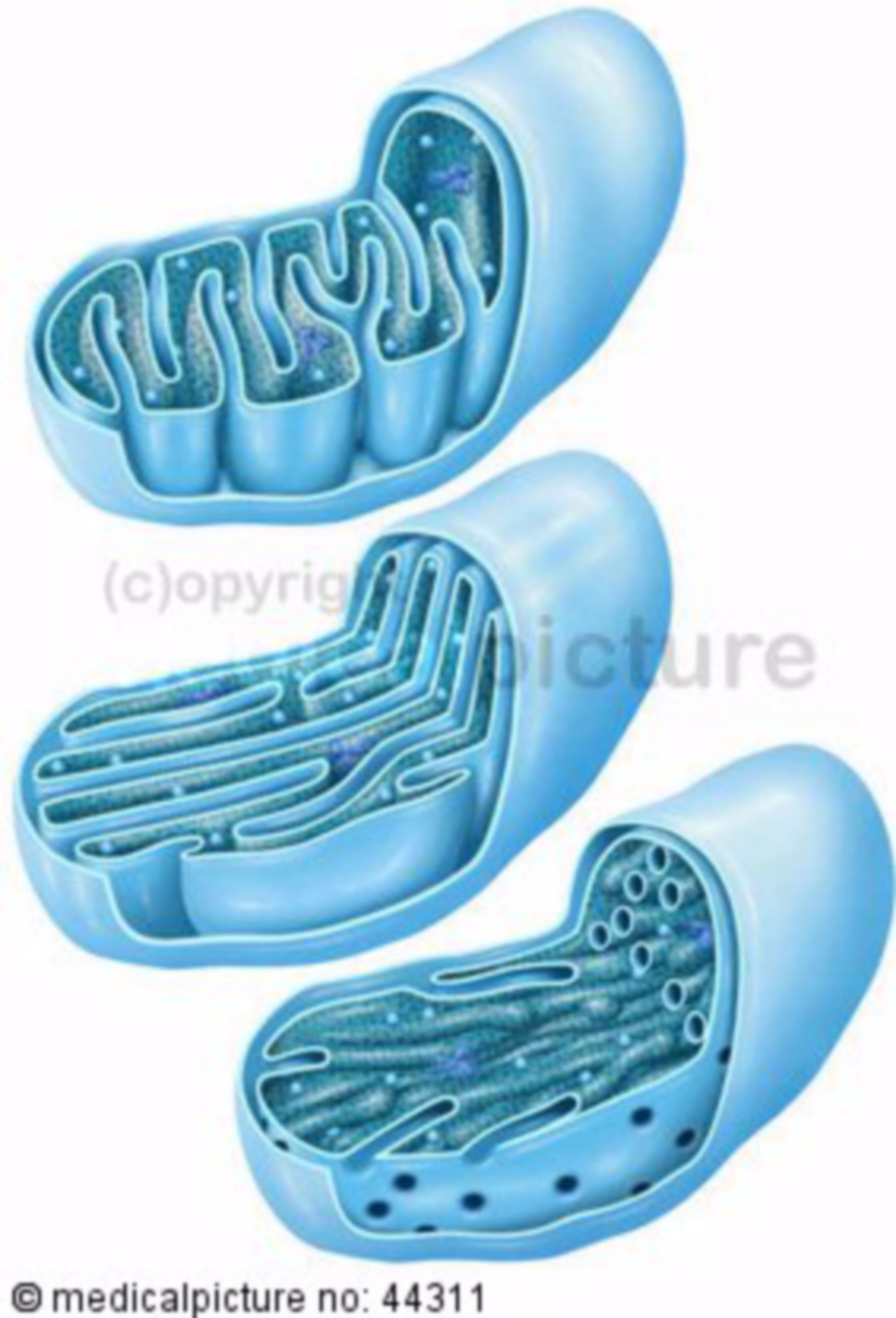 Types of mitochondria