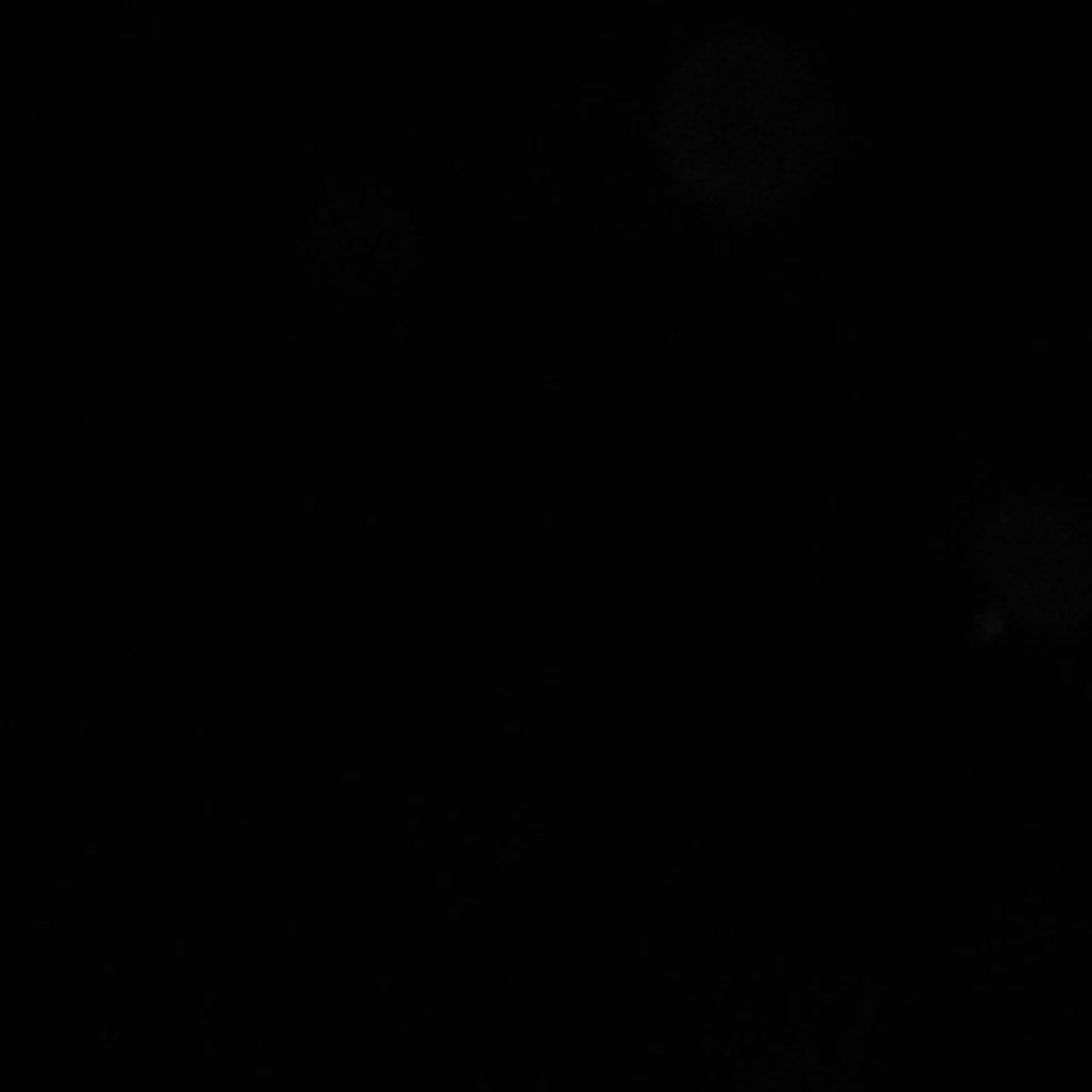 Xenopus laevis (Axon) - CIL:36856