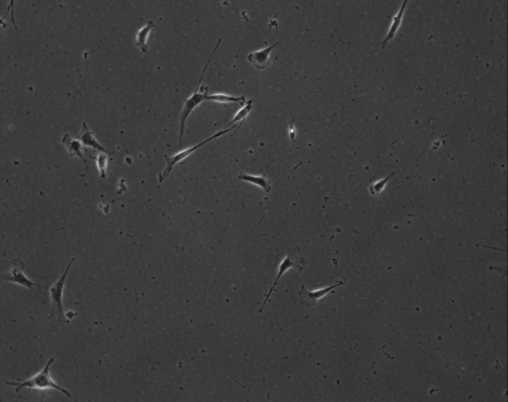 Mus musculus (Extracellular matrix part) - CIL:8837