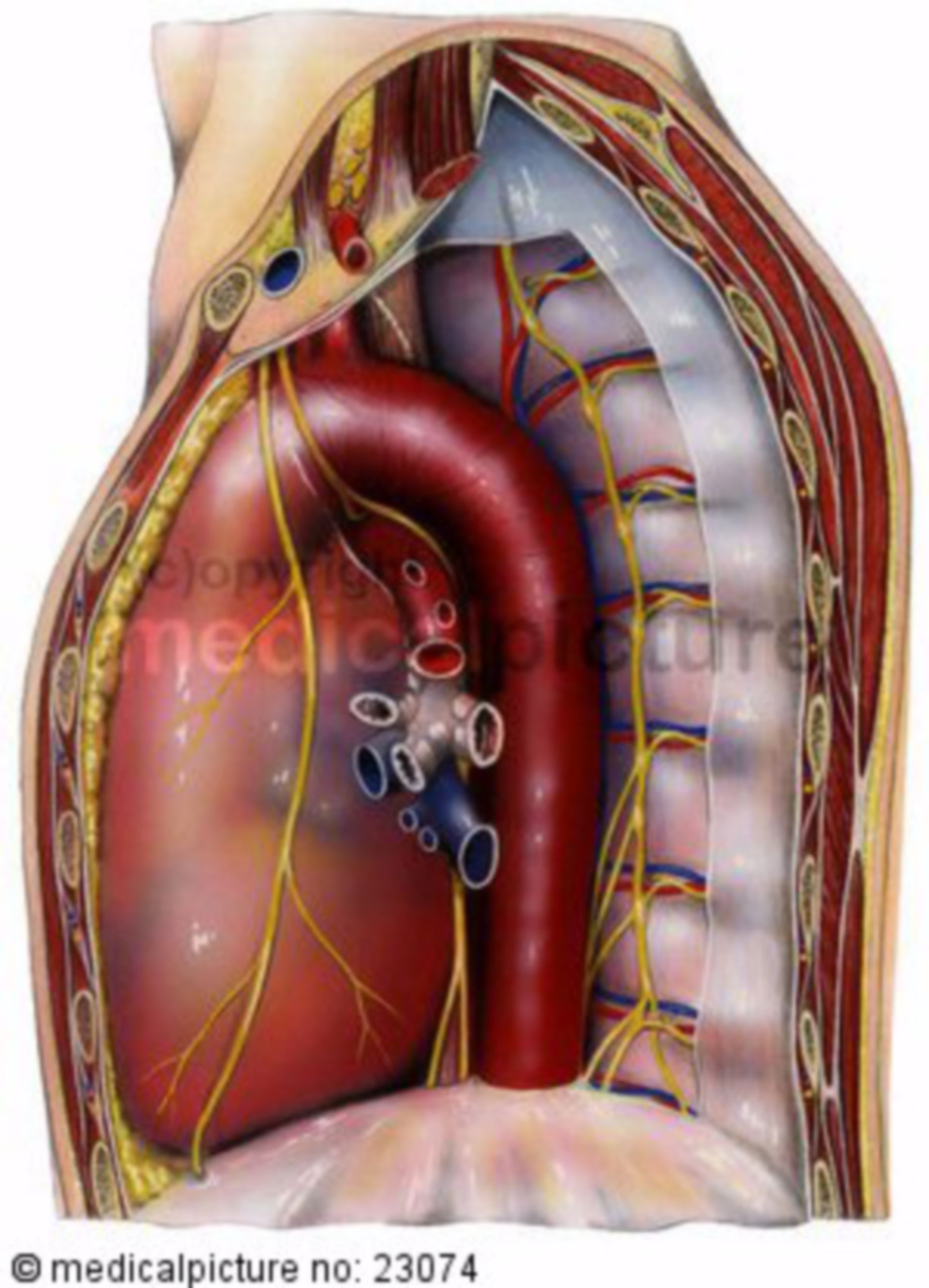 Herz, von lateral im Brustkorb, Perikard