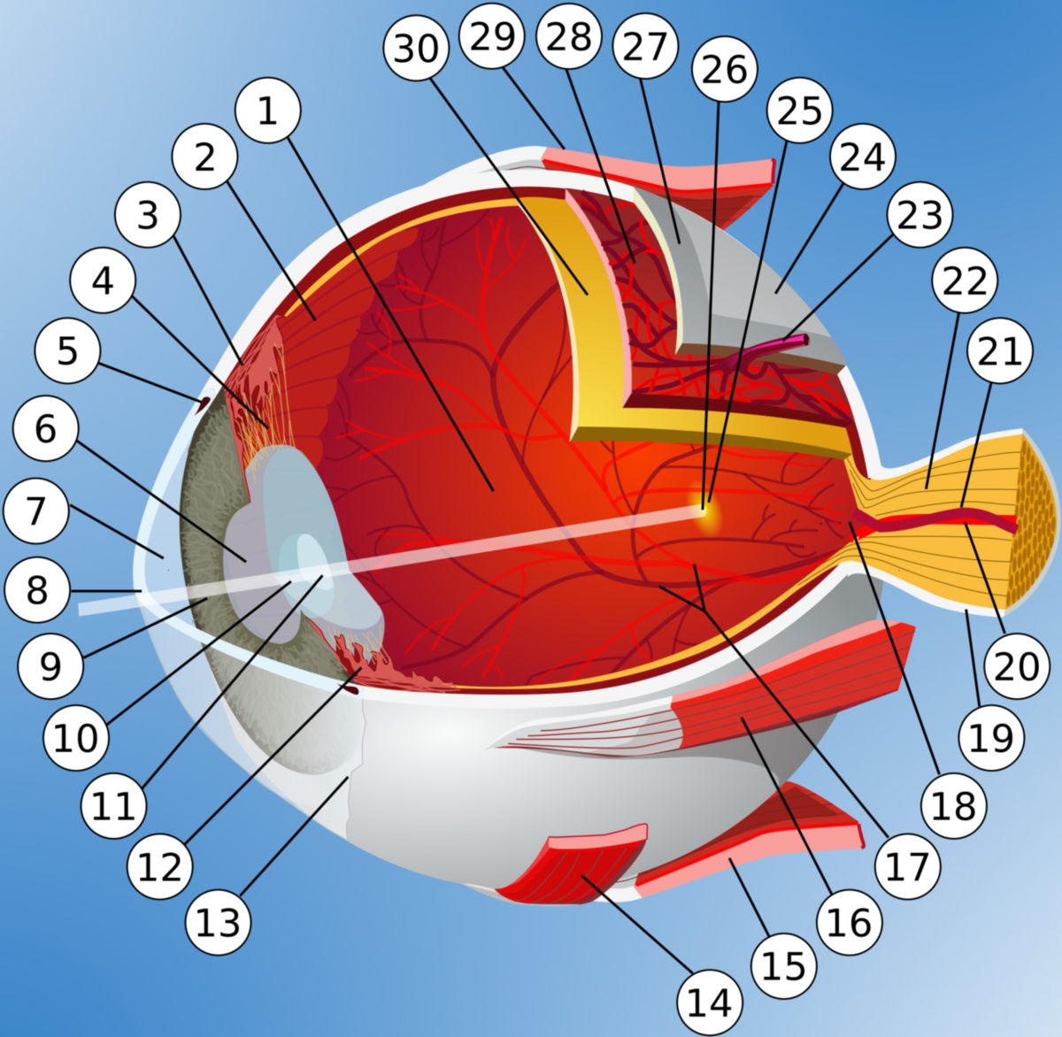 Anatomie des Auges (Diagramm)