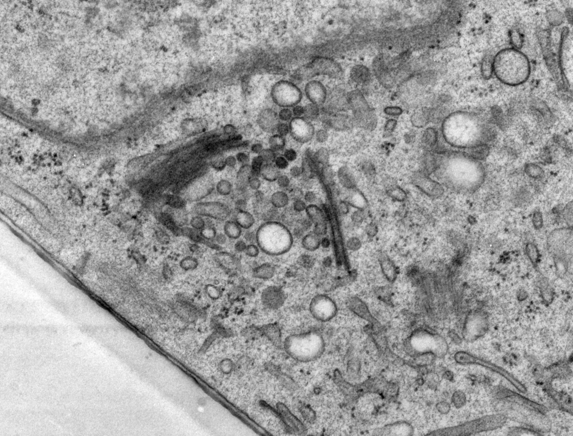 Rattus norvegicus (Golgi cisterna) - CIL:24527