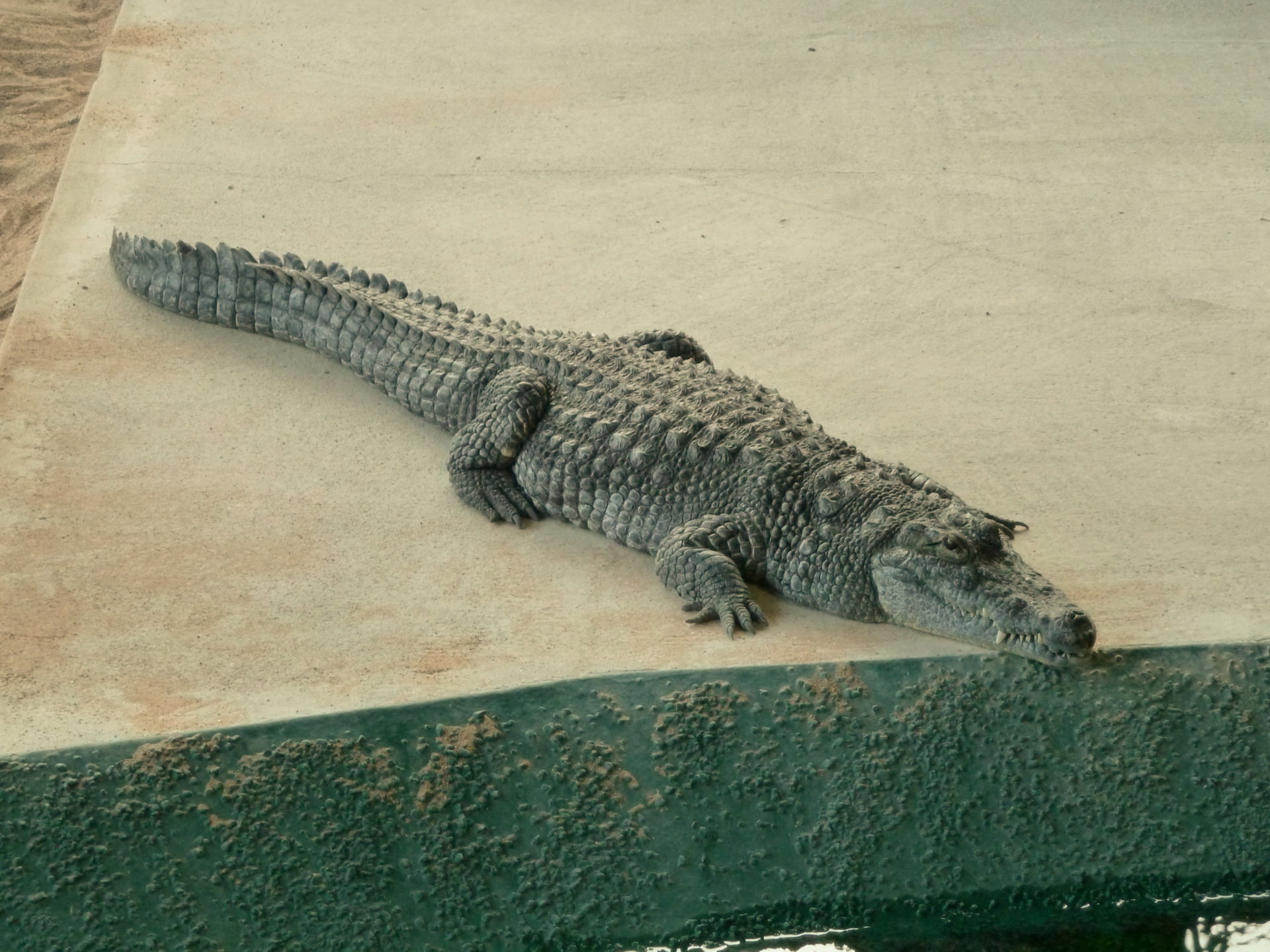 Yacare Caiman