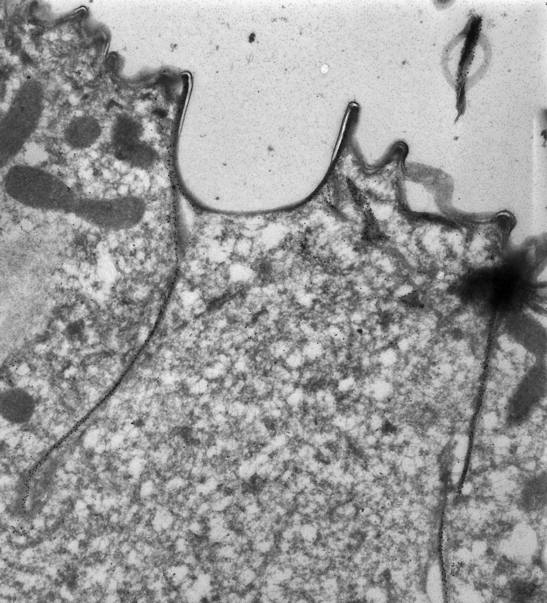 Paramecium tetraurelia (Cortical microtubule) - CIL:38683