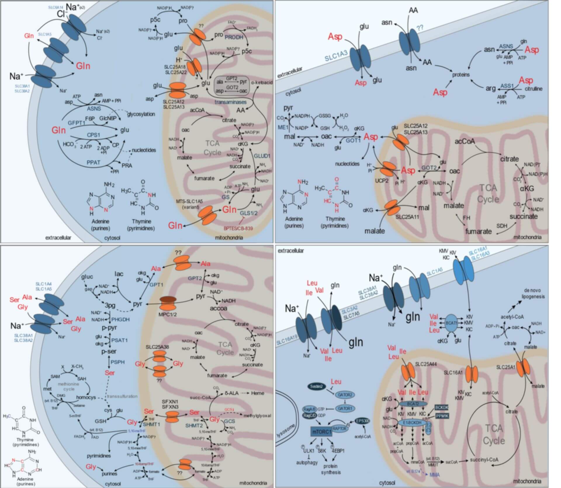 Plasma Amino Acid Profile DocCheck
