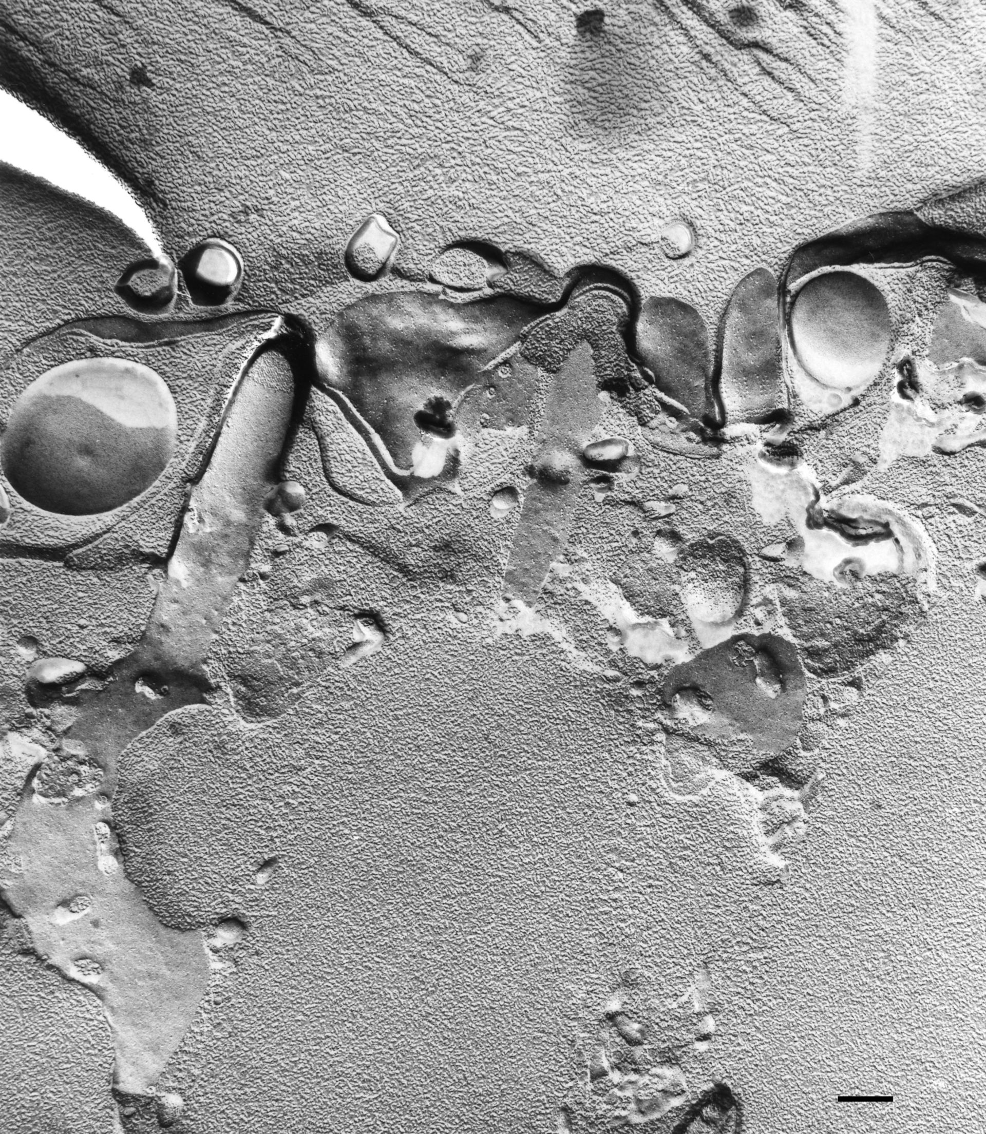 Paramecium multimicronucleatum (Trichocyst) - CIL:36670