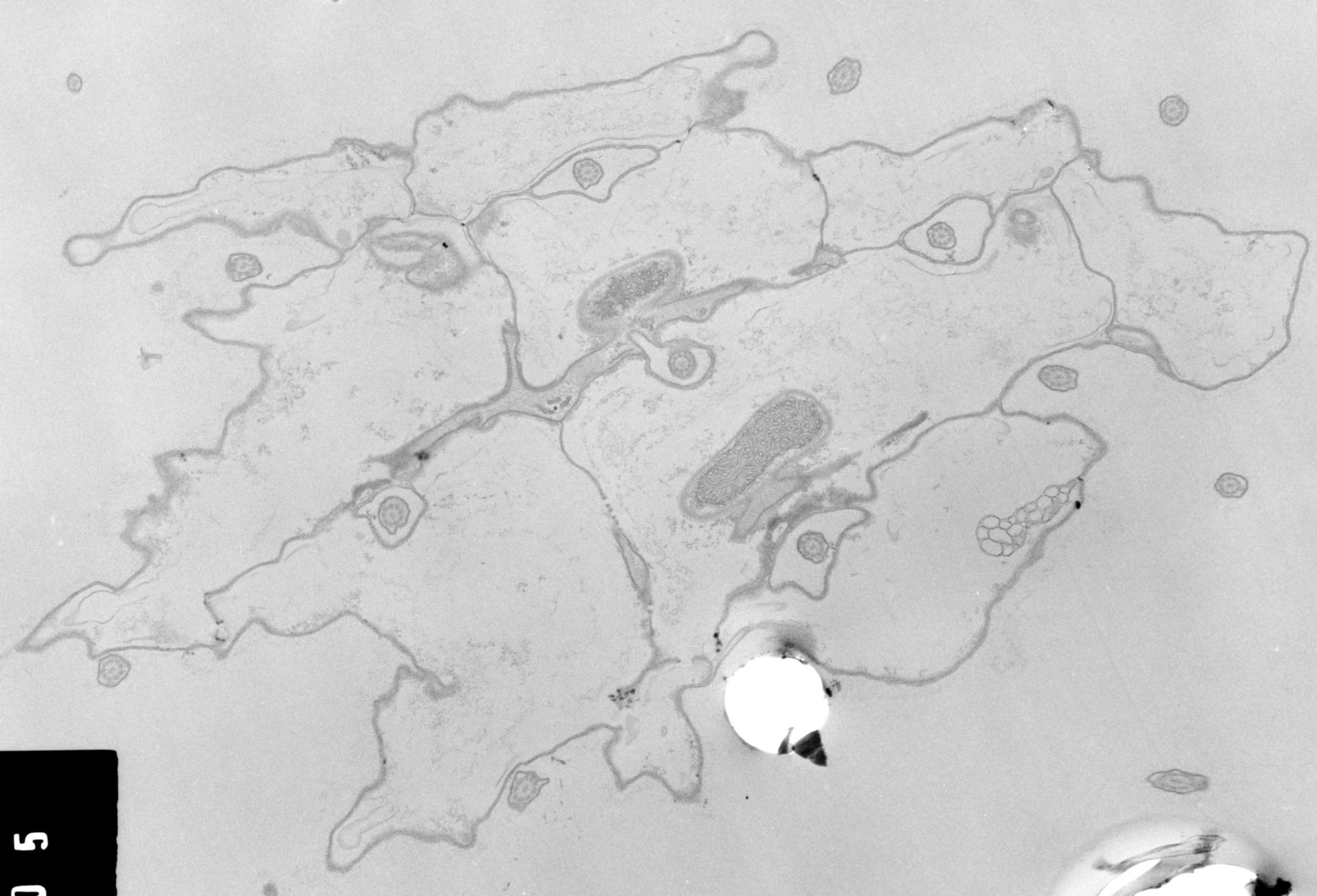 Coleps hirtus (Axonemal microtubule) - CIL:38830