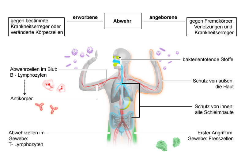 de_immunsystem__bersicht_original.jpg