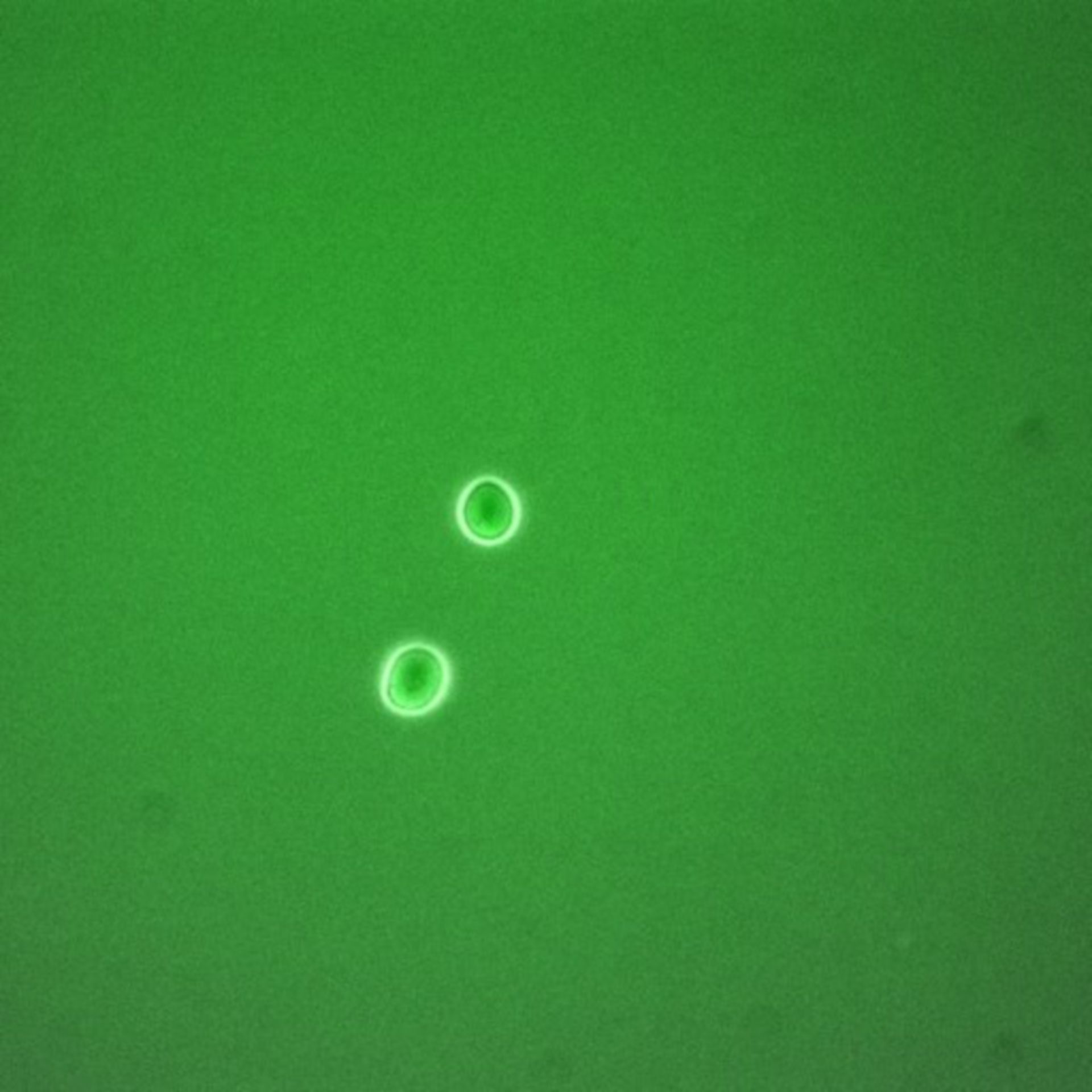 Saccharomyces cerevisiae (Anaphase-promoting complex) - CIL:35657