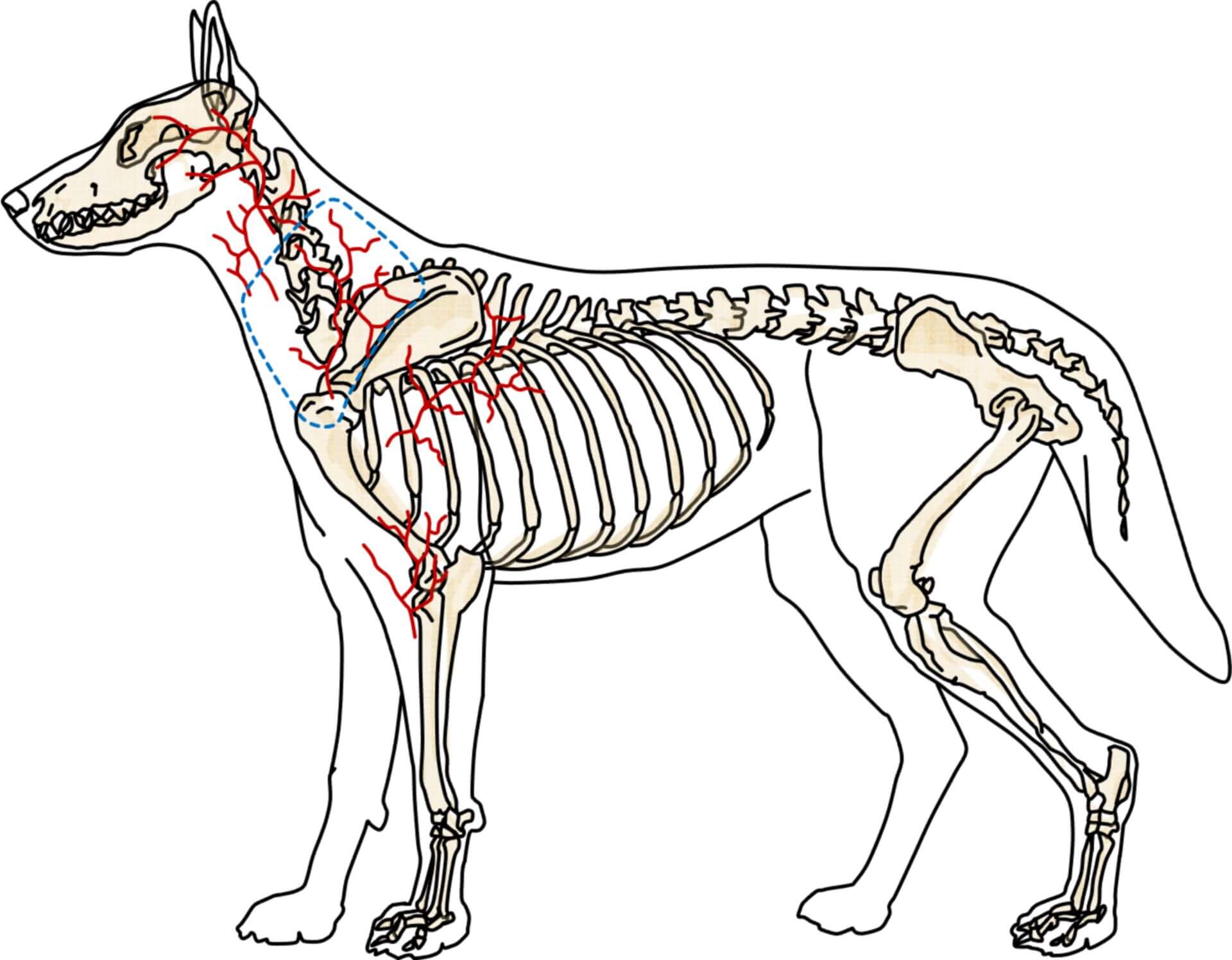 Arterienlappen der Arteria cervicalis superficialis (Hund)