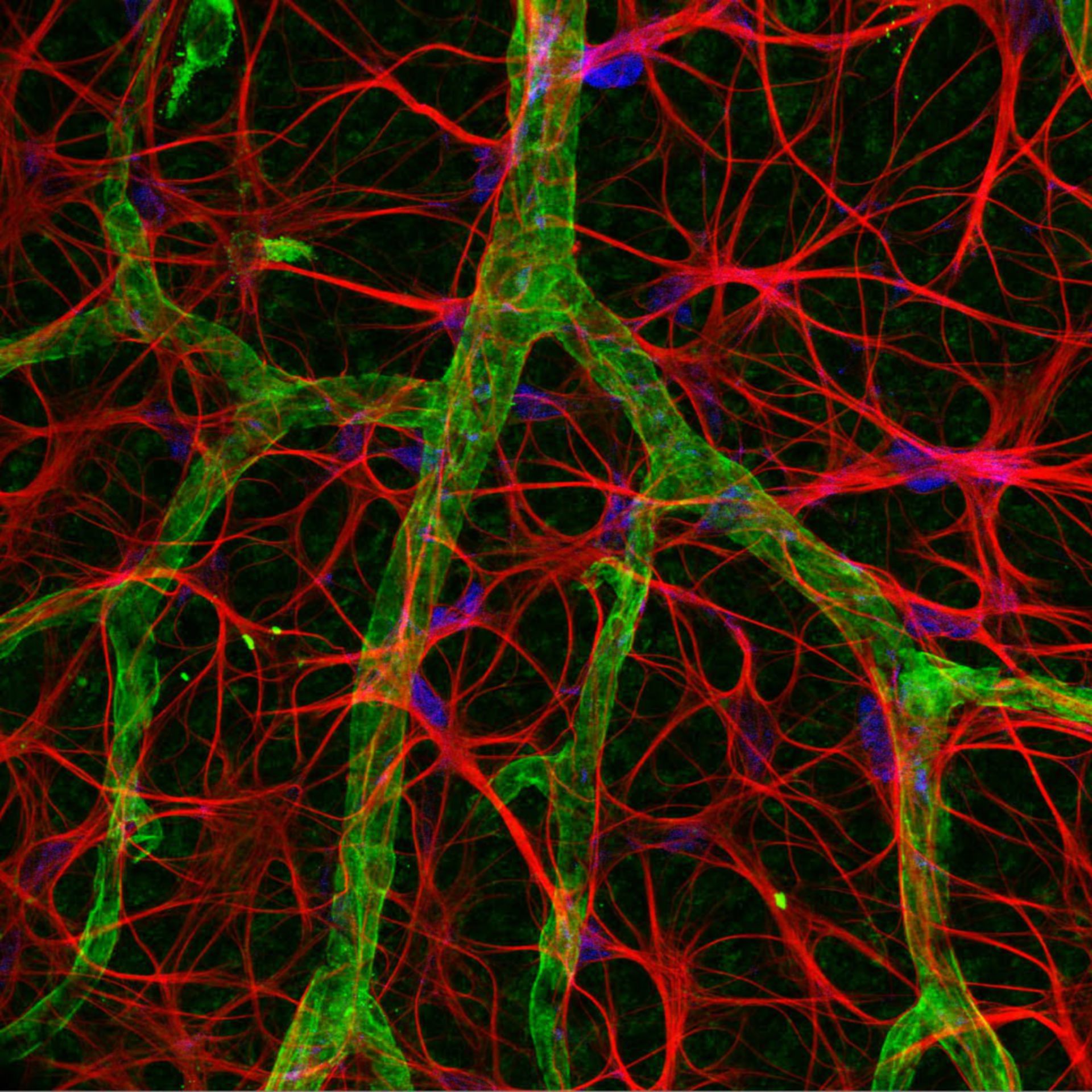 Image of the Week - December 1, 2014 - CIL:42509